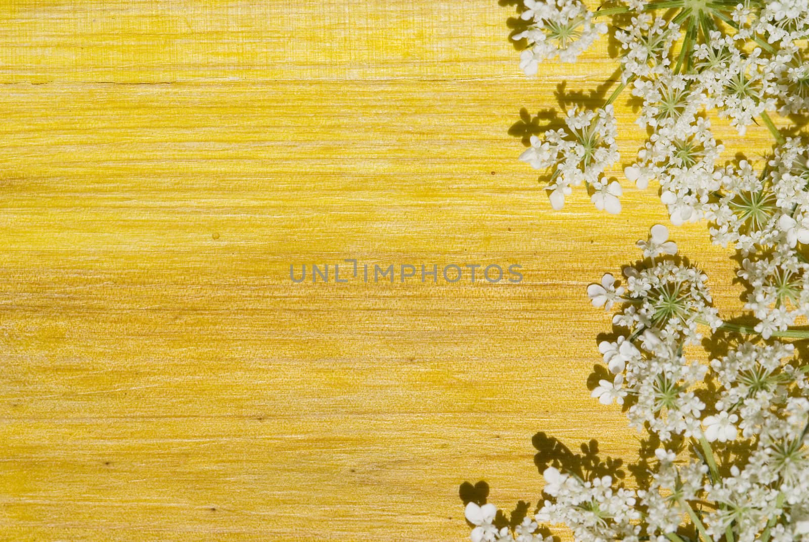 wild white flowers over yellow wood. copy- space