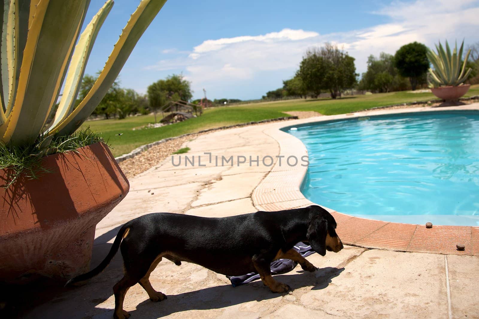 Dog and a swimming pool in Namibia, Harnas Foundation