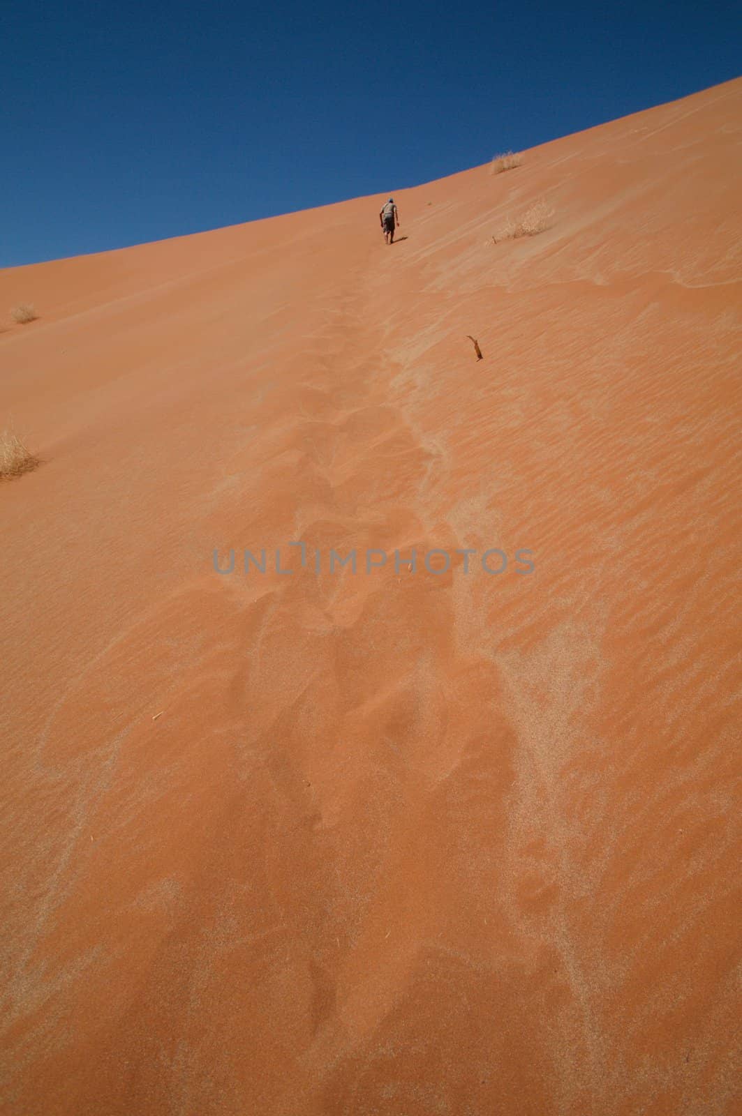 Man climbing the biggest dune in Sossusvlei