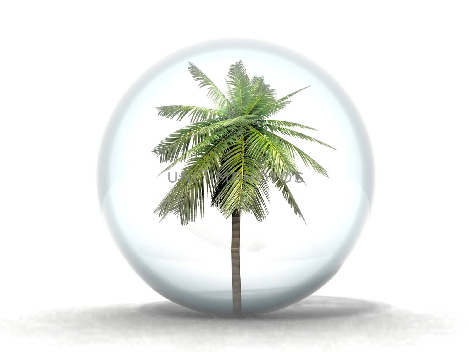 the palm tree in the bubble