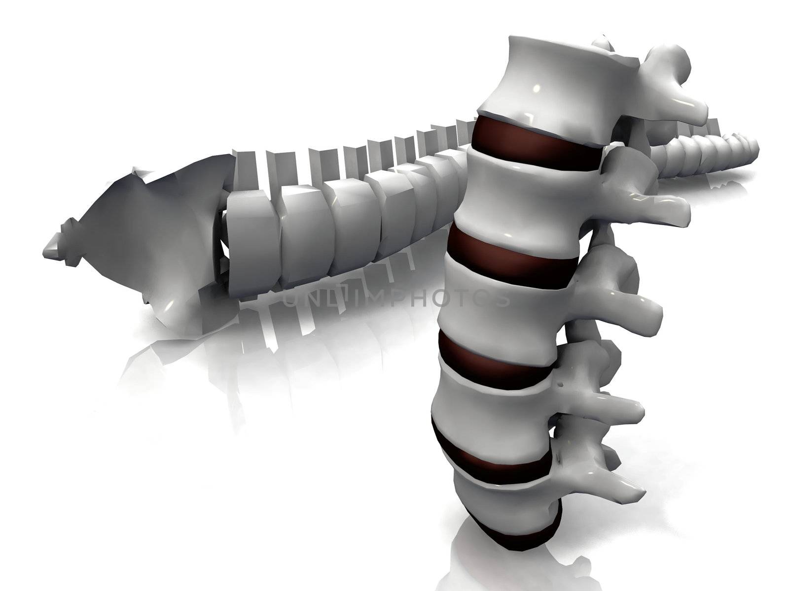 the spine and the vertebrae