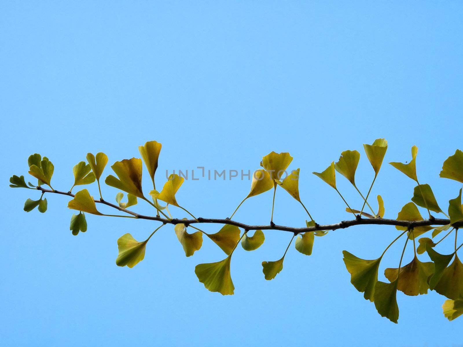 branch and leaves of ginkgo