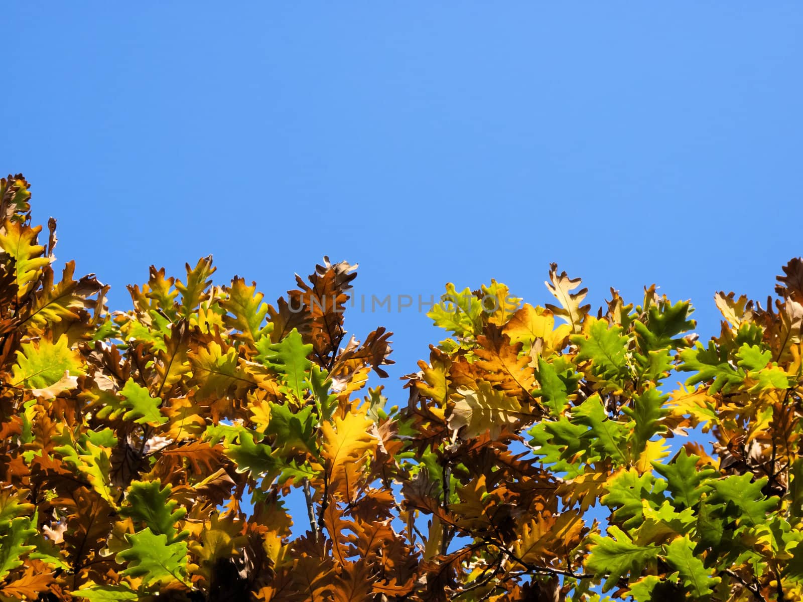 the oak  leaves in autumn