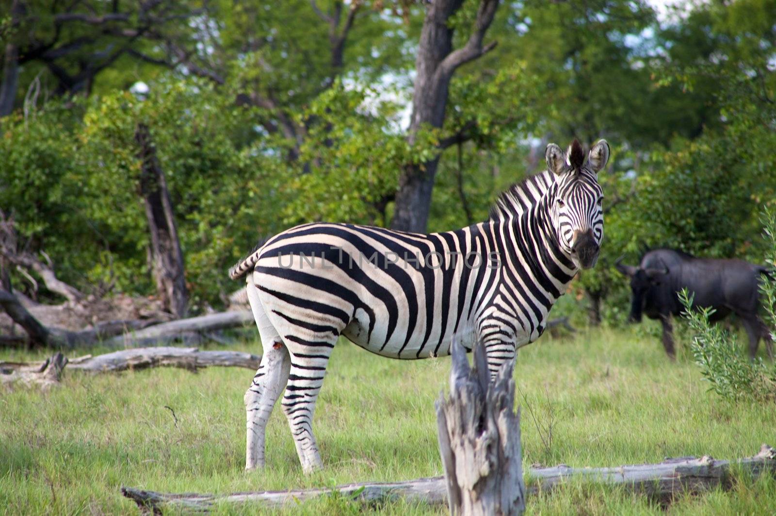 Zebra in Moremi Nature Reserve