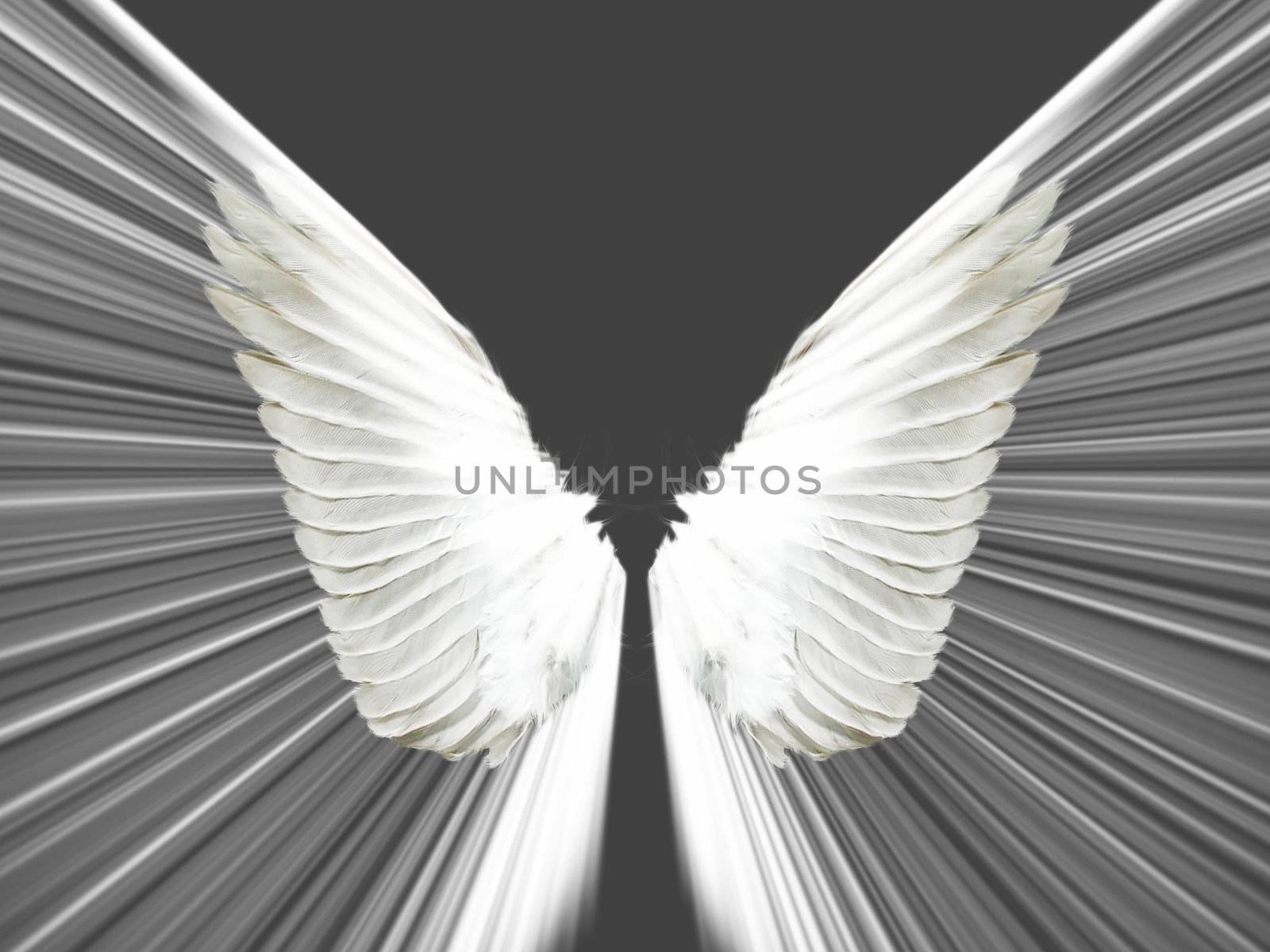the wings on a black background