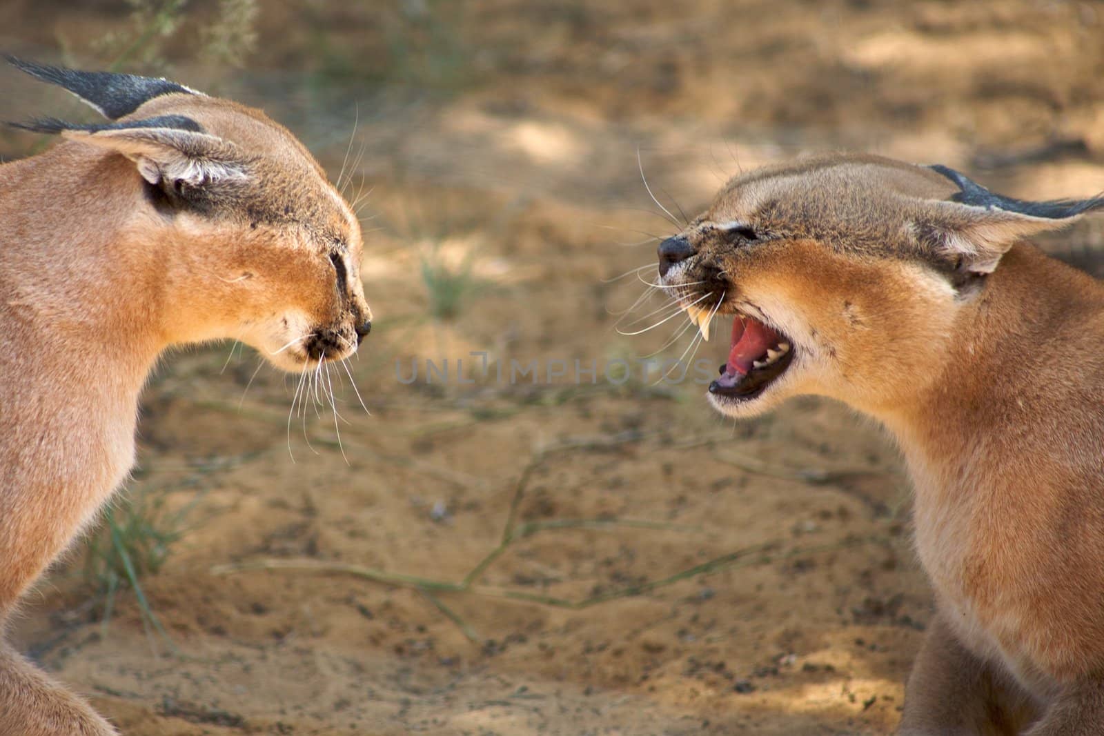 Caracals fighting in Harnas Foundation in Namibia