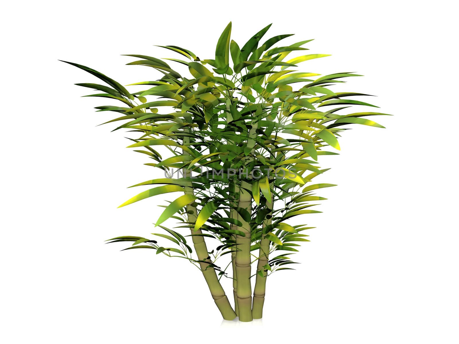 the bamboo bush on white background
