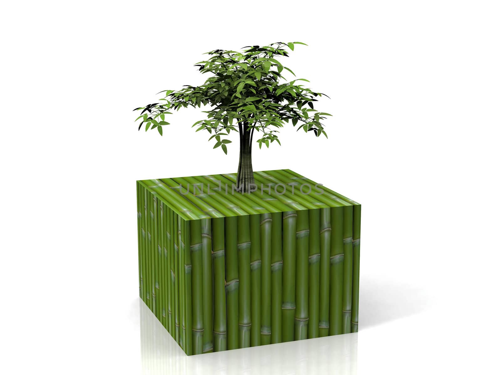 bamboo  on a bamboo cube