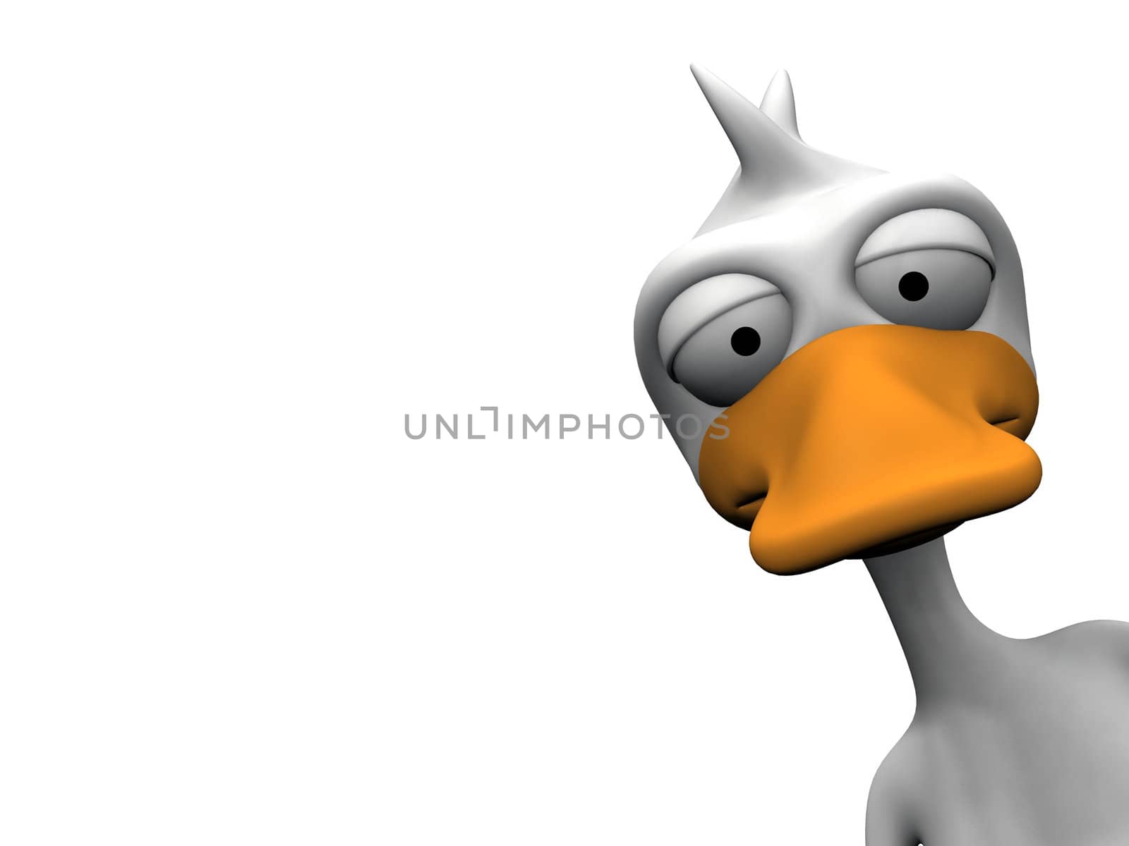 duck on a white background

