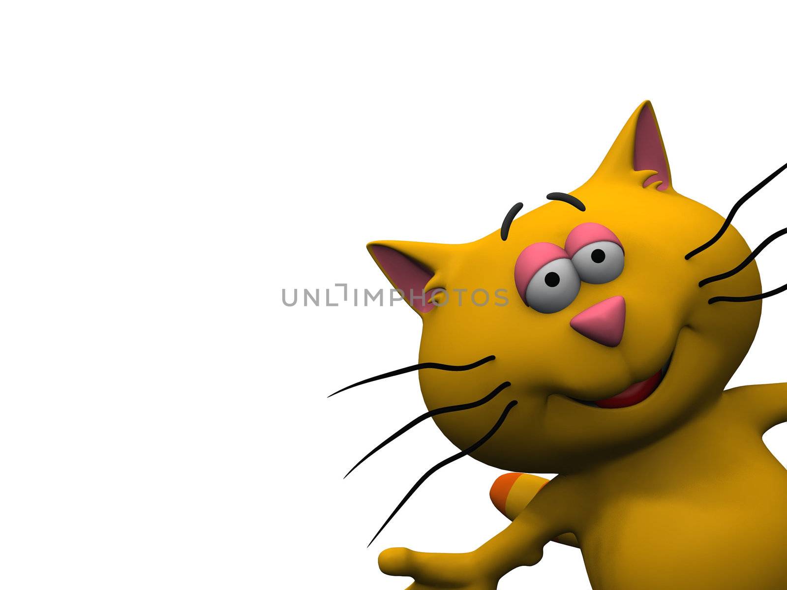 cat on a white background
