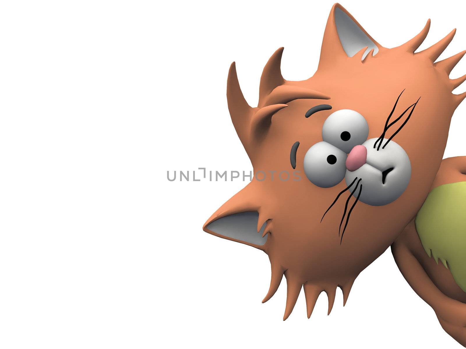 cat on a white background
