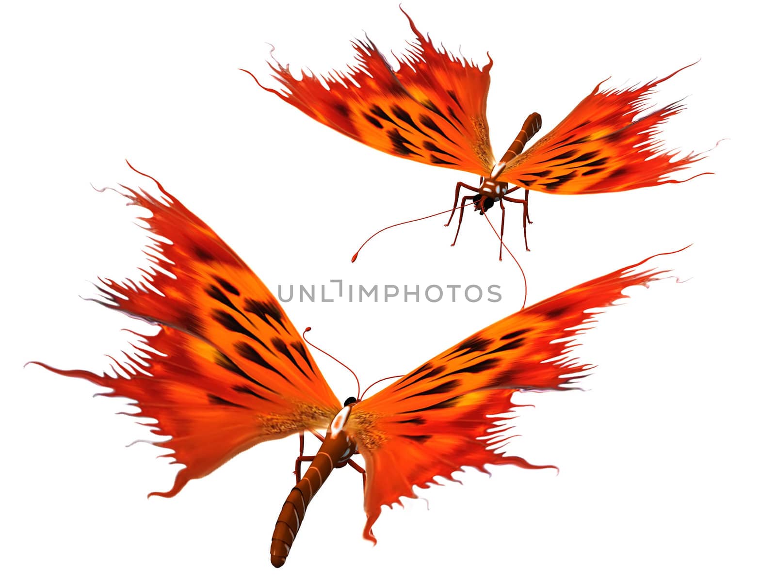 fire butterflies on a white background