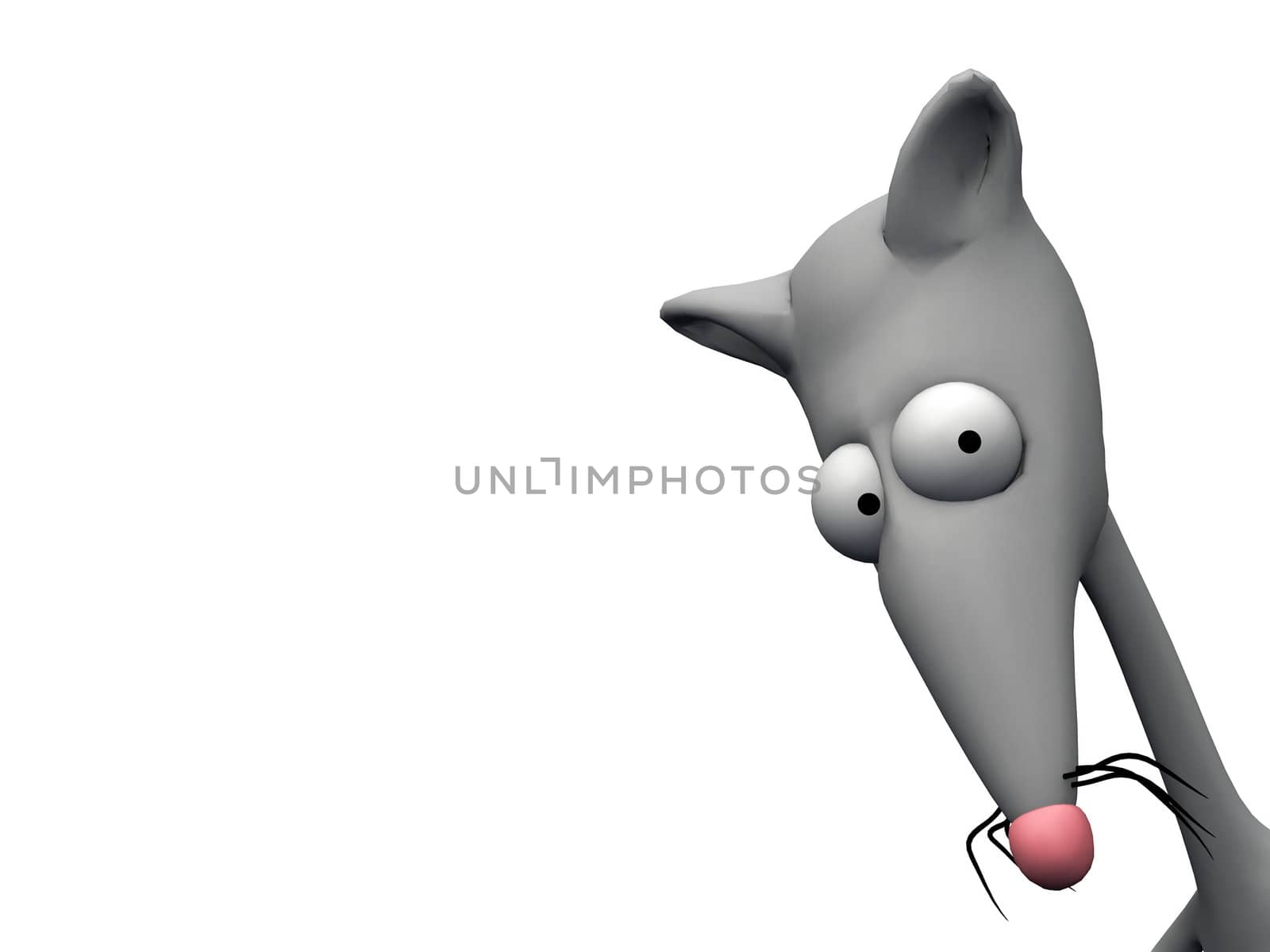 rat on a white background
