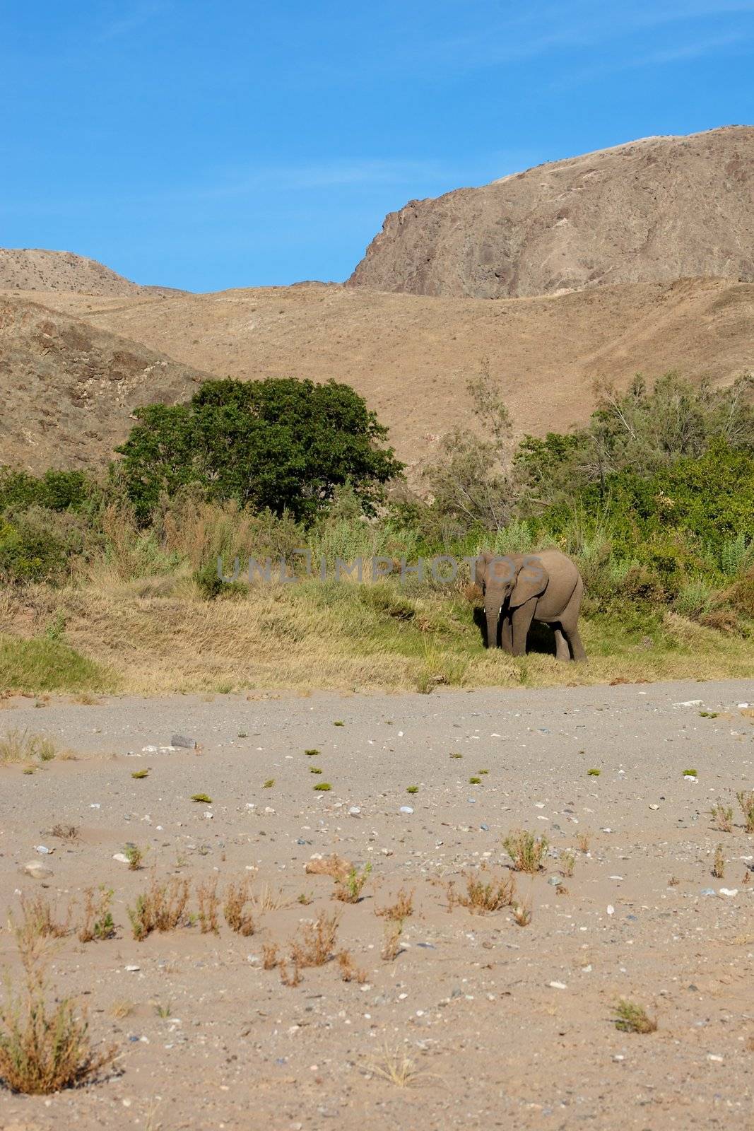 Elephant in the Skeleton Coast Desert