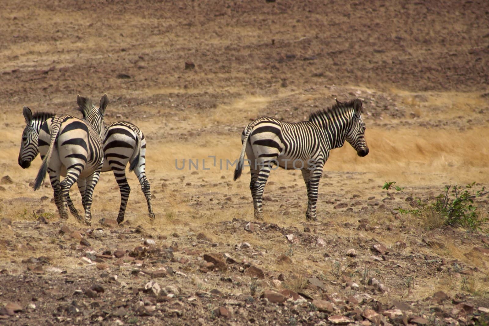 Group of Zebras in the Kaokoland