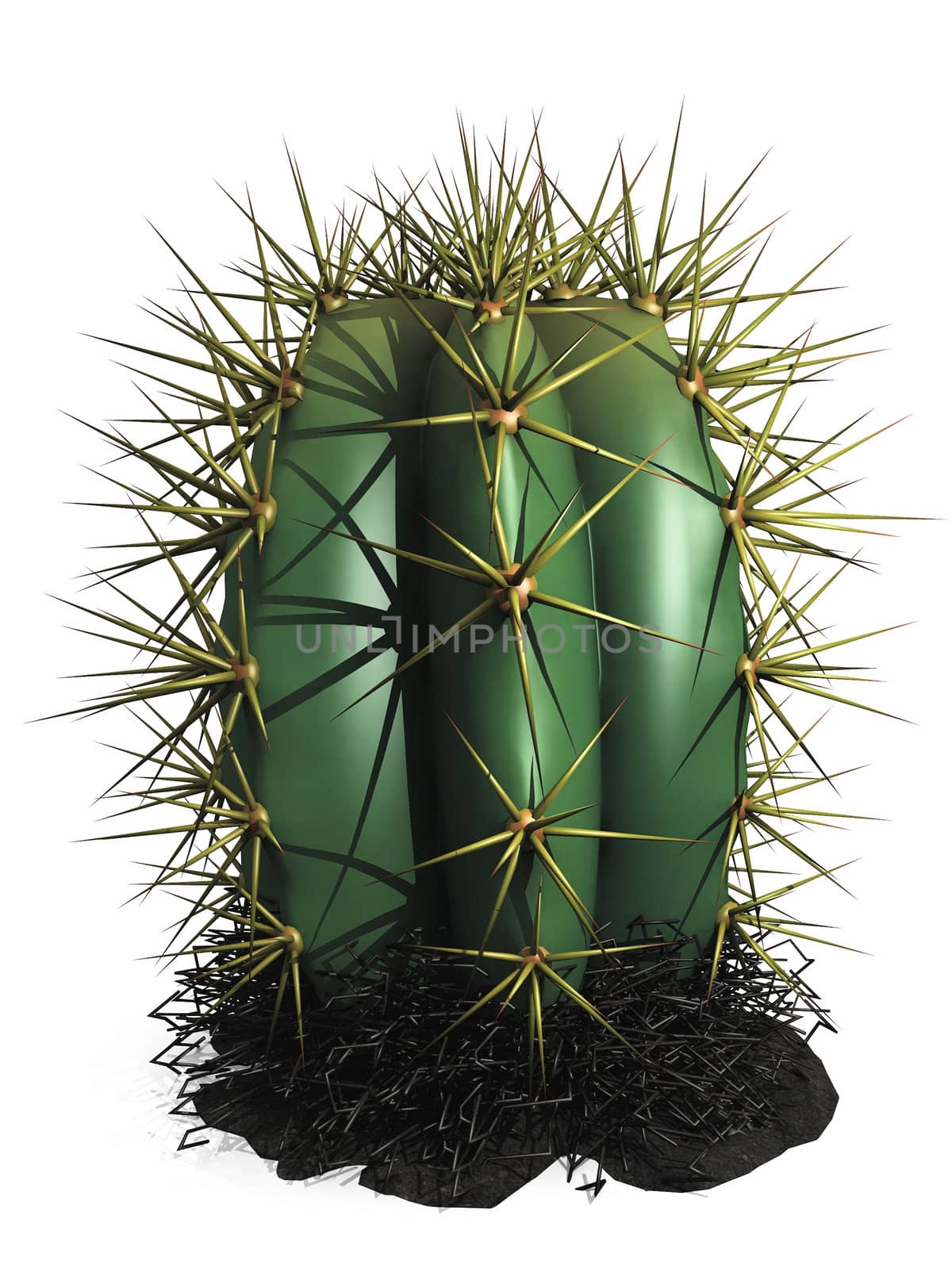 green  cactus on a white background by njaj