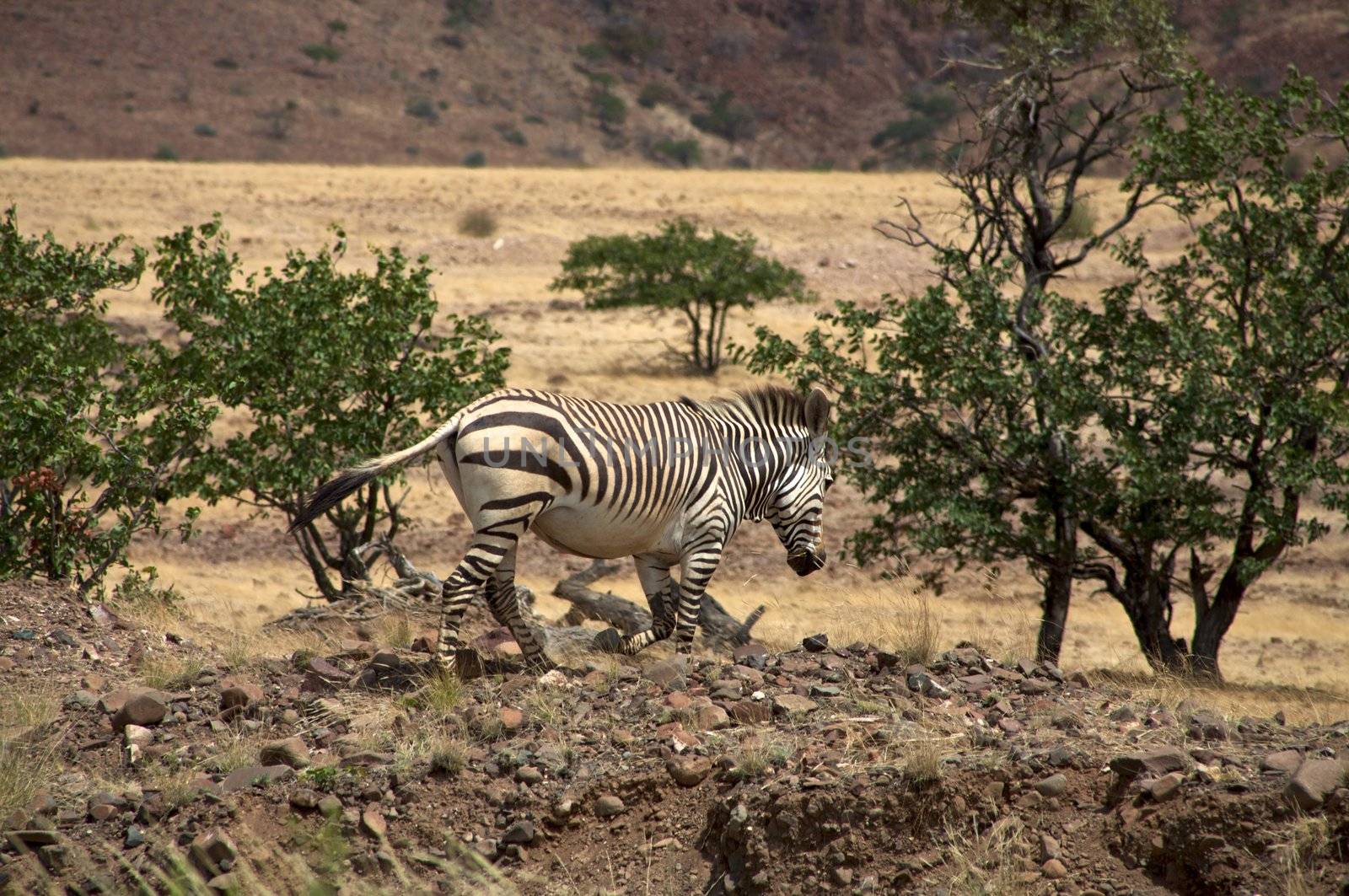 Zebra runing in the bush by watchtheworld