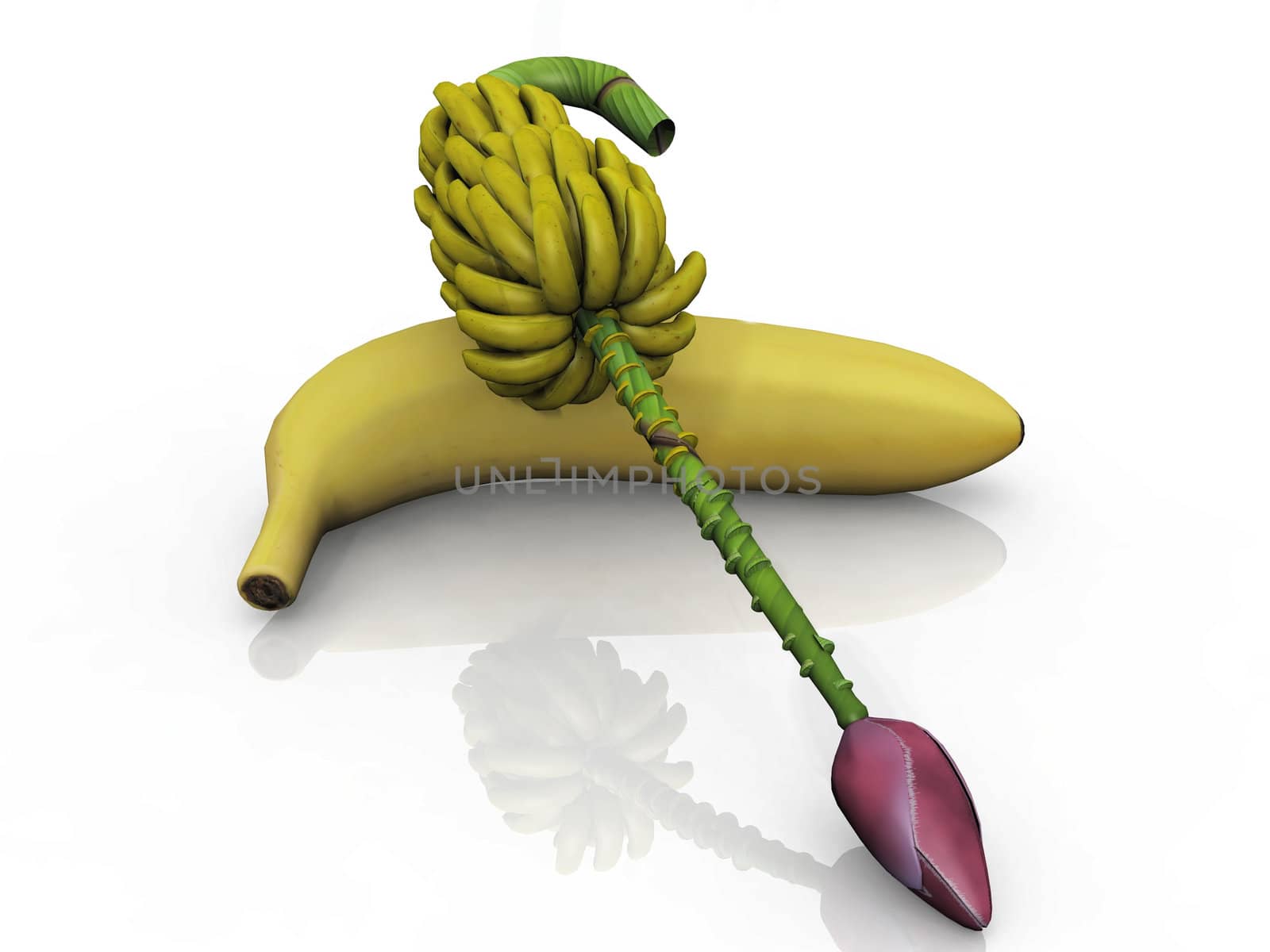 banana and banana regime  on white background