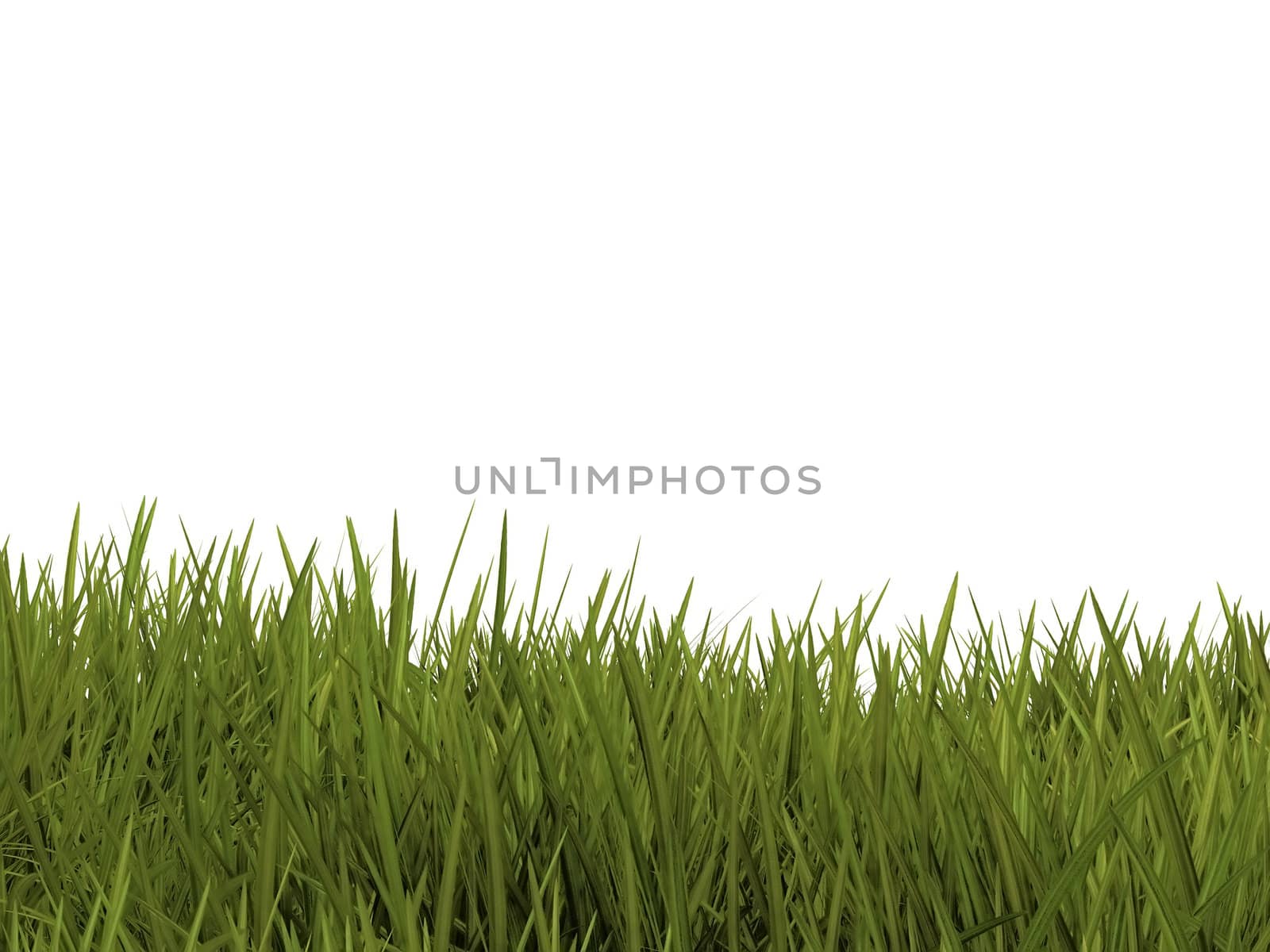 green grass on a white background