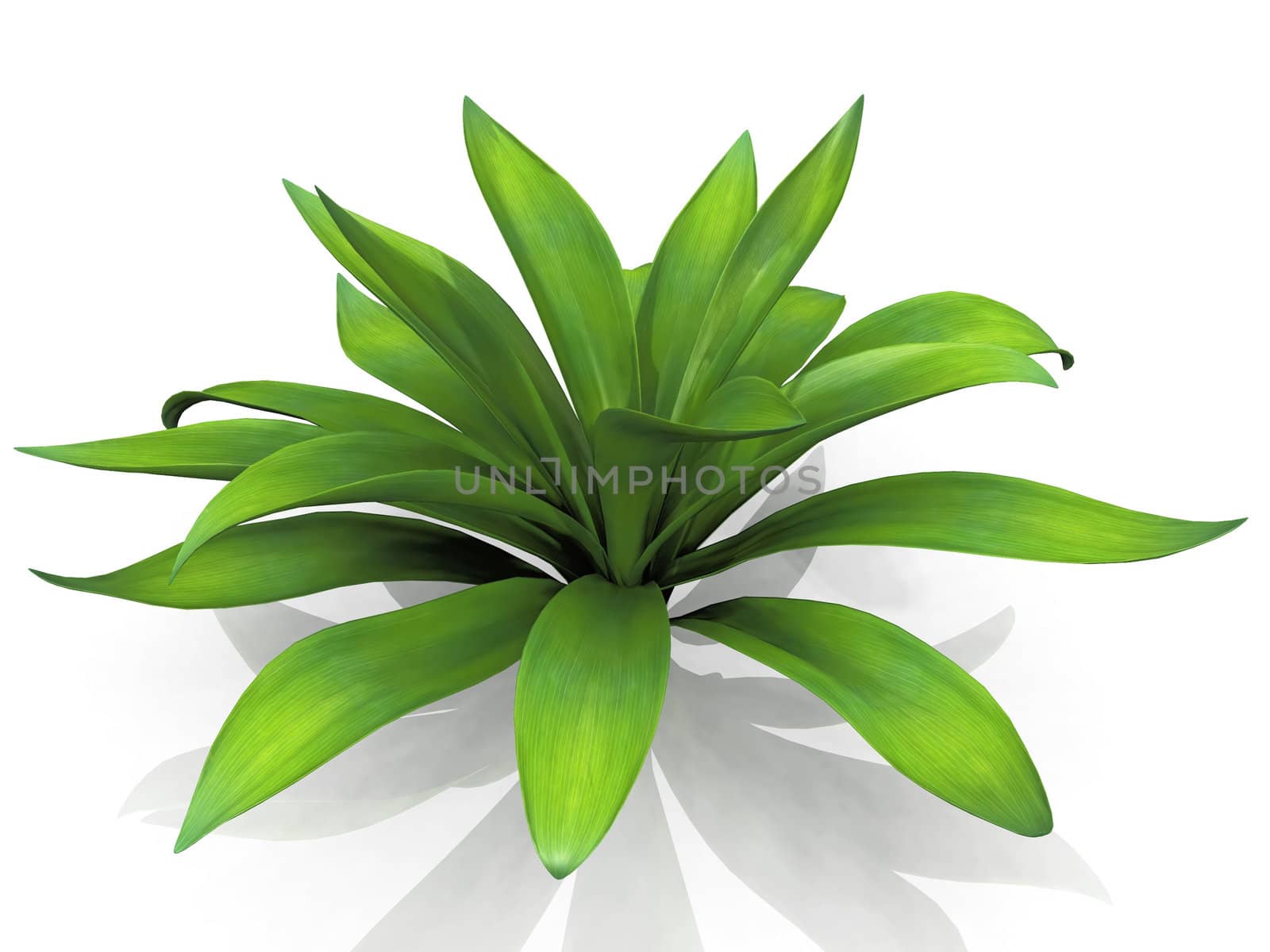 Agave  on a white background