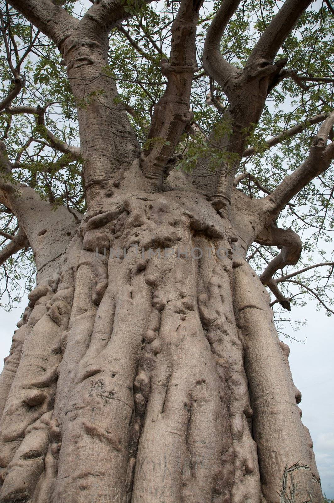 Baobab in the Koakoland in the north of Namibia