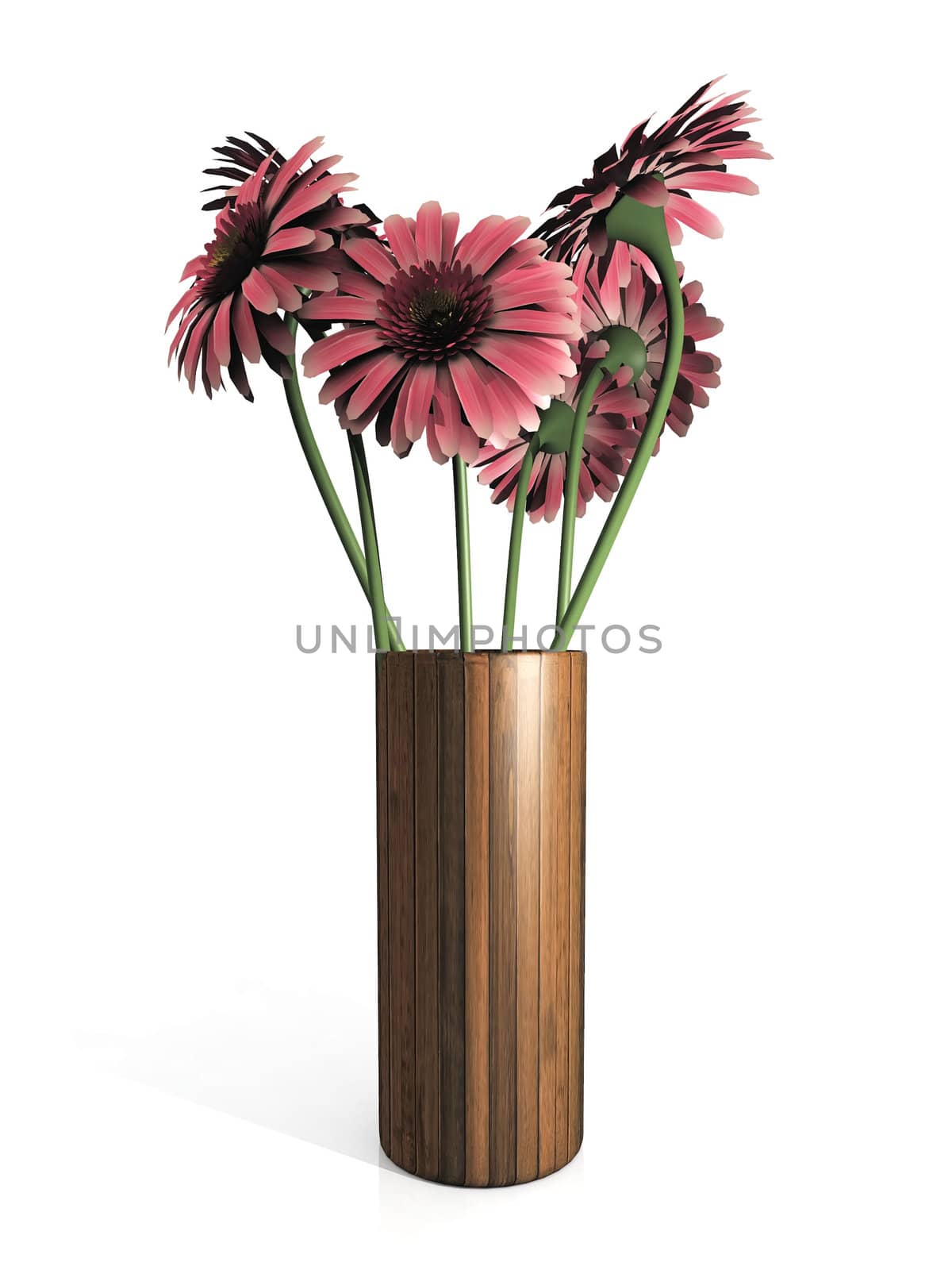 gerbera  in a pot on a white background