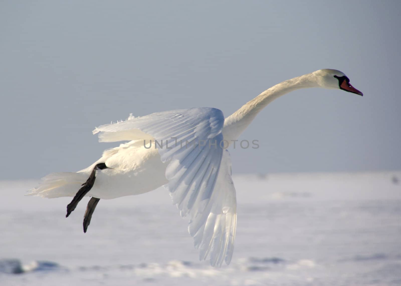 Swan in flight