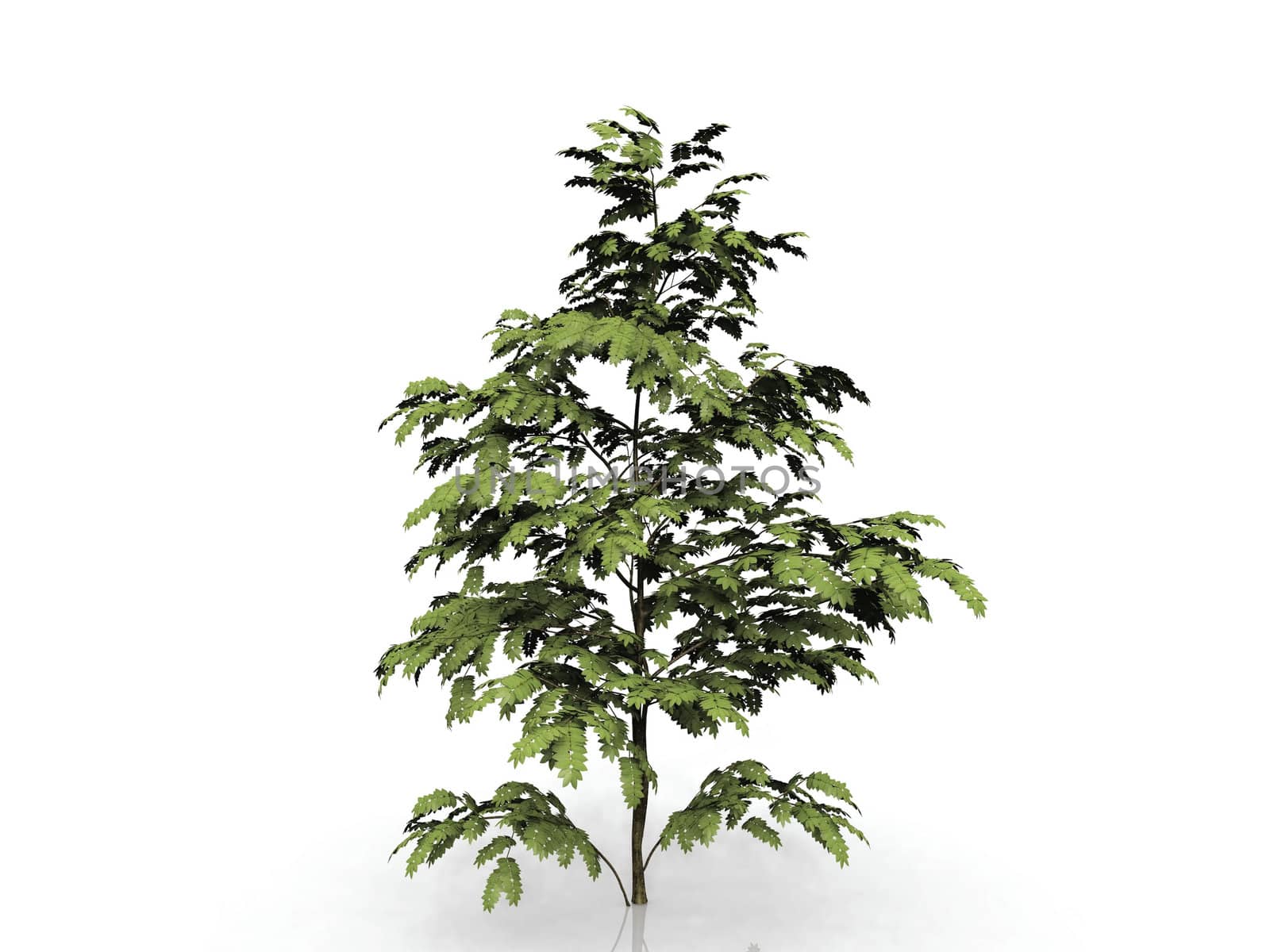 the  albizzia on a white background