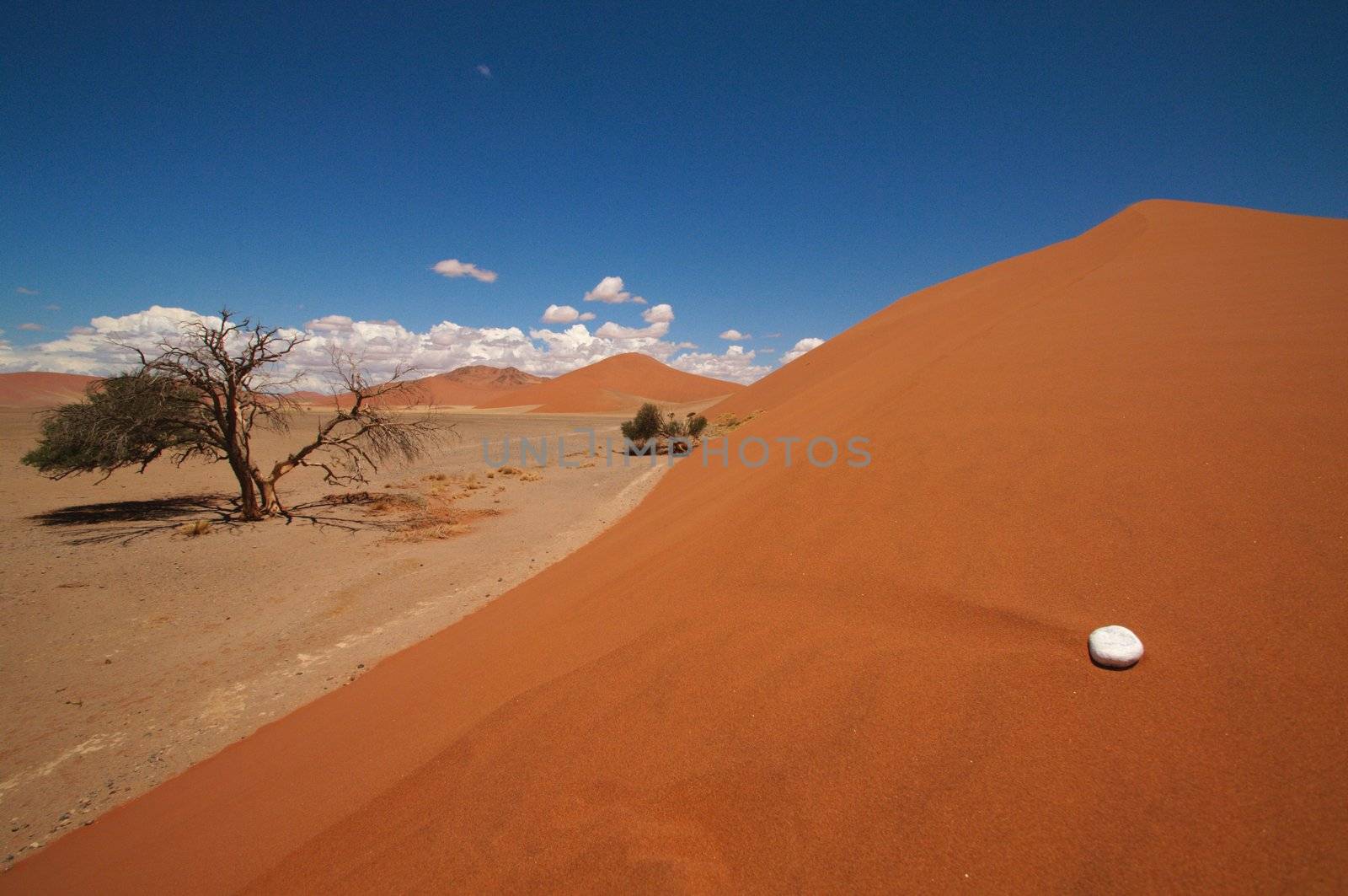 dune sea of the Namib desert
