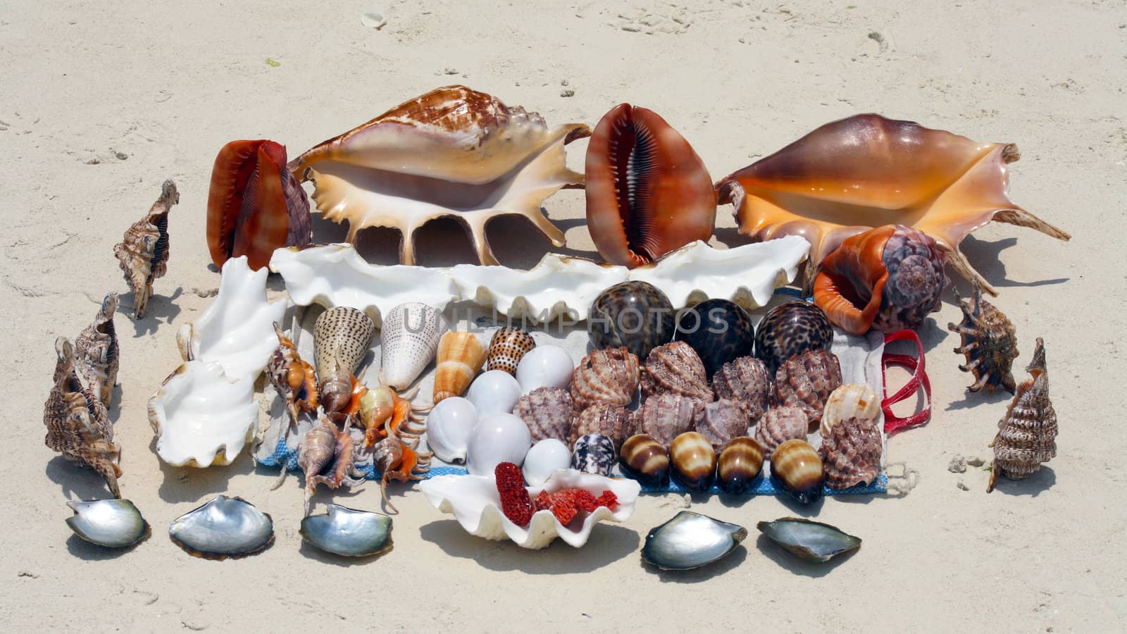 Seashells in Zanzibar by landon