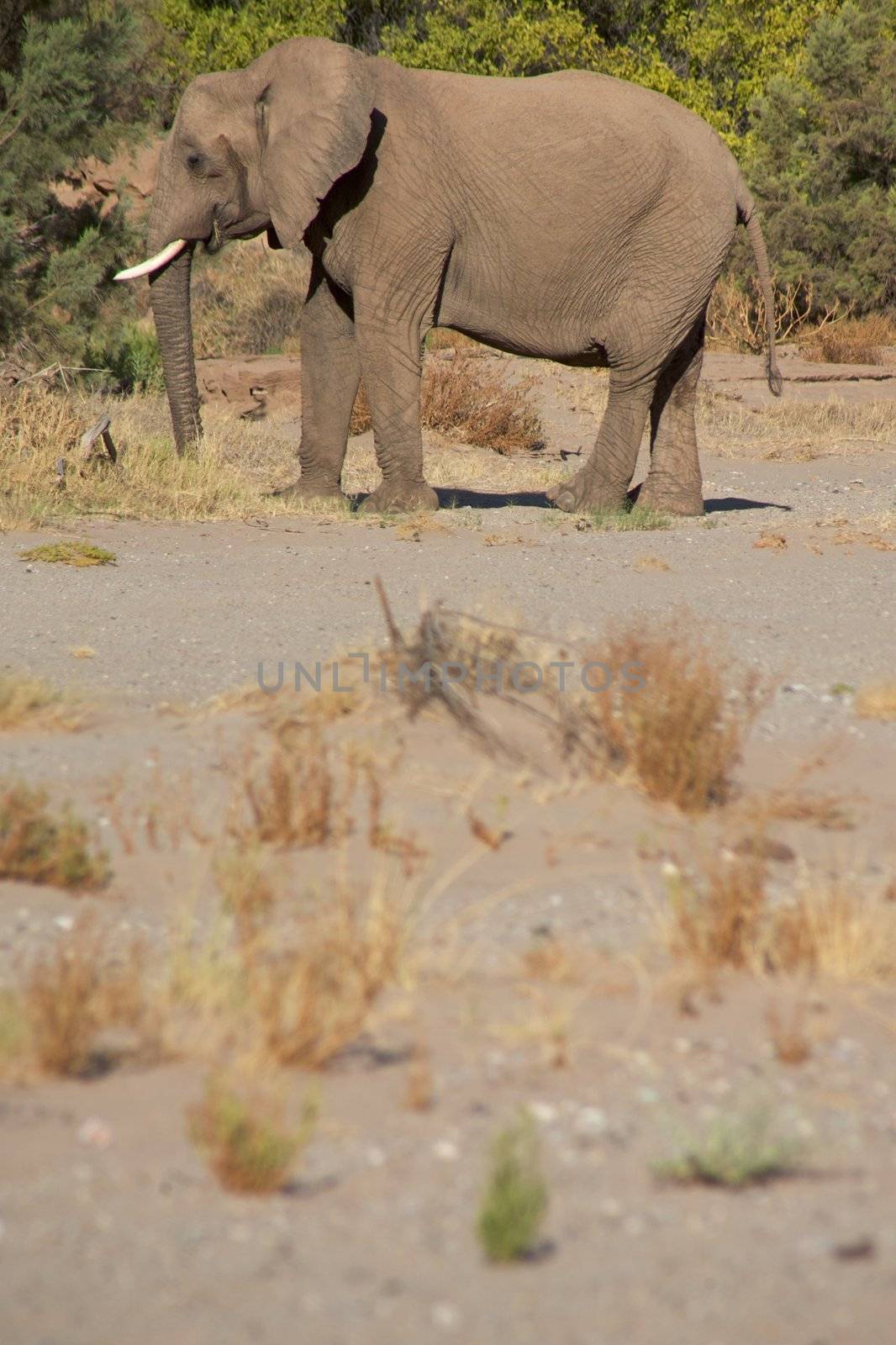 Elephant eating in a river bed in the Skeleton Coast Desert, Namibia