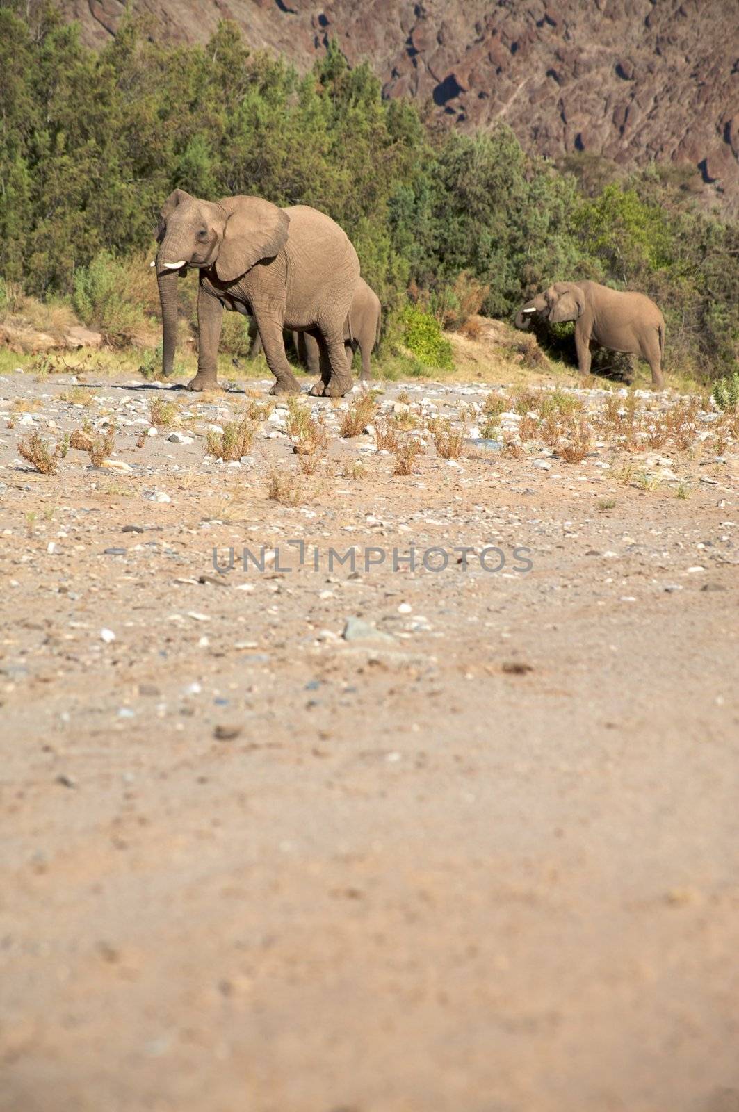 Elephants in the Skeleton Coast Desert