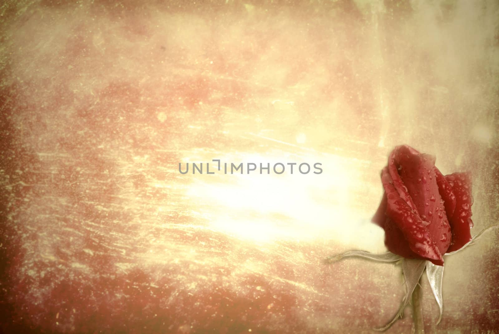 old background red rose by Carche