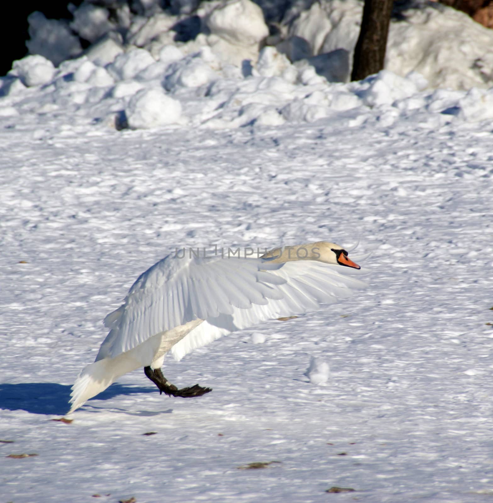 The swan has spread wings