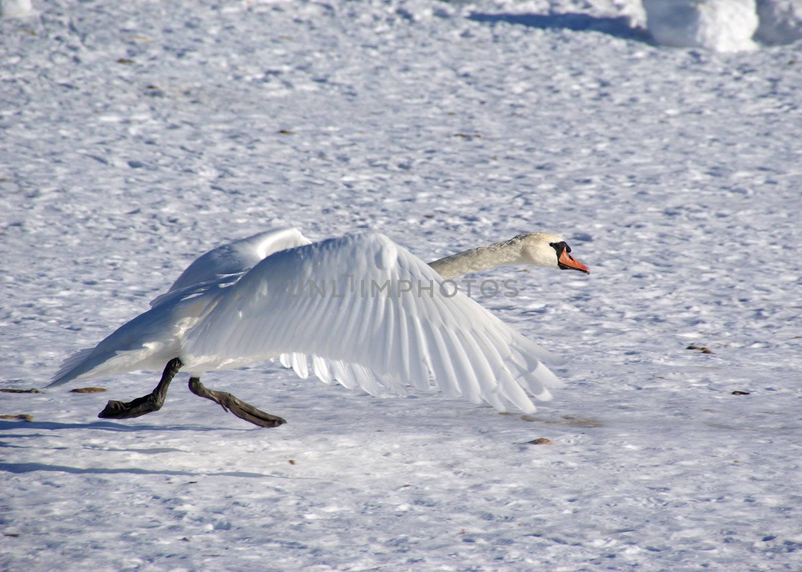 The white swan increases speed before rise