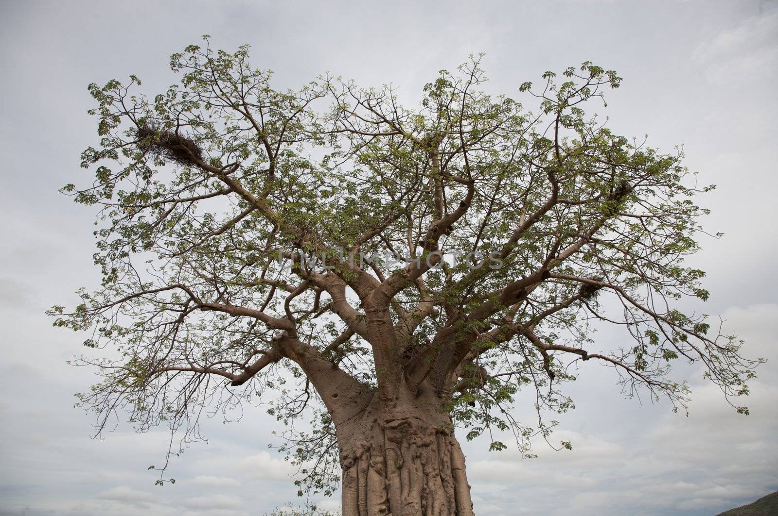 Baobab in the Koakoland in the north of Namibia