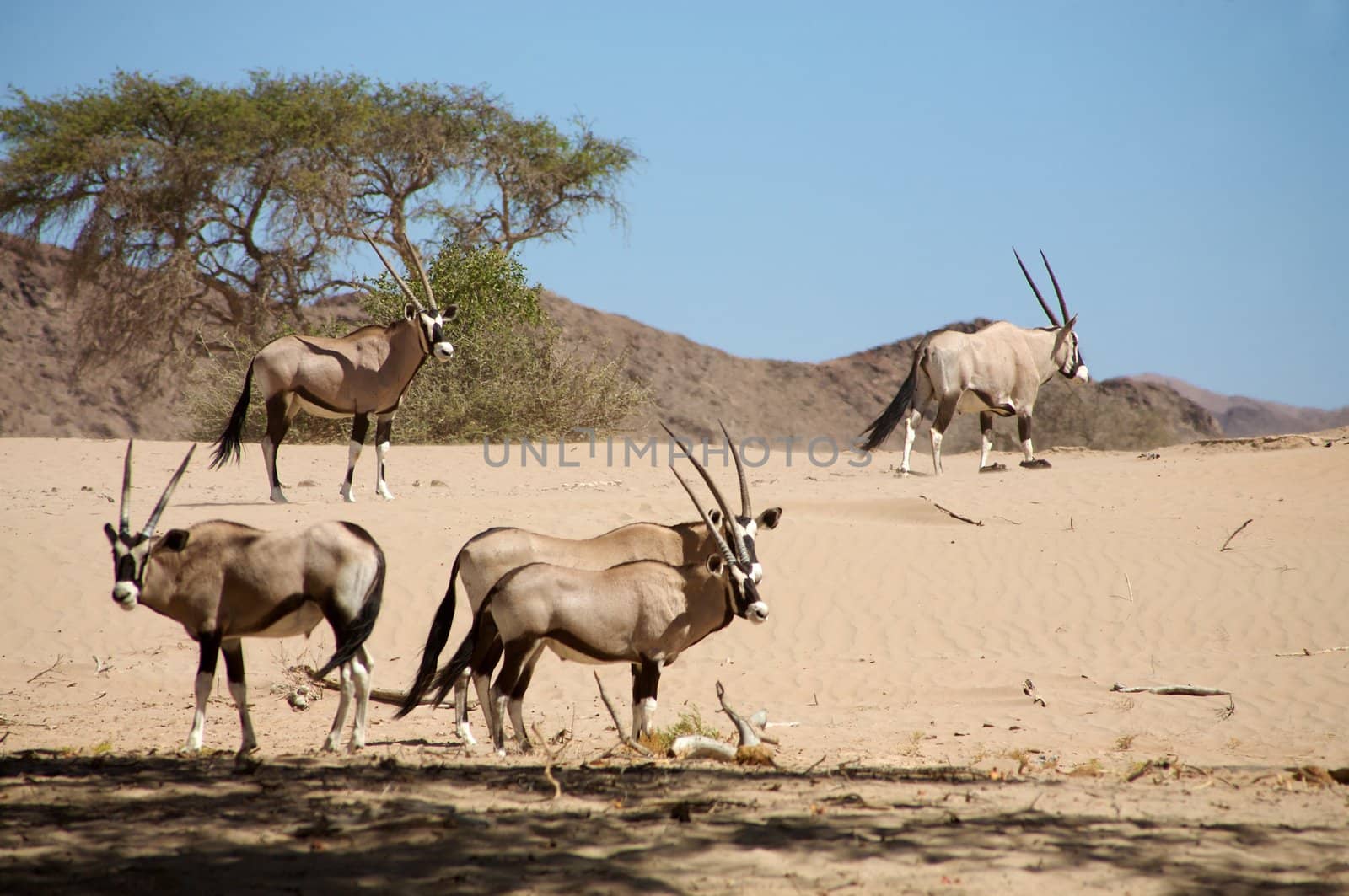 Gemsboks in the Kaokoland