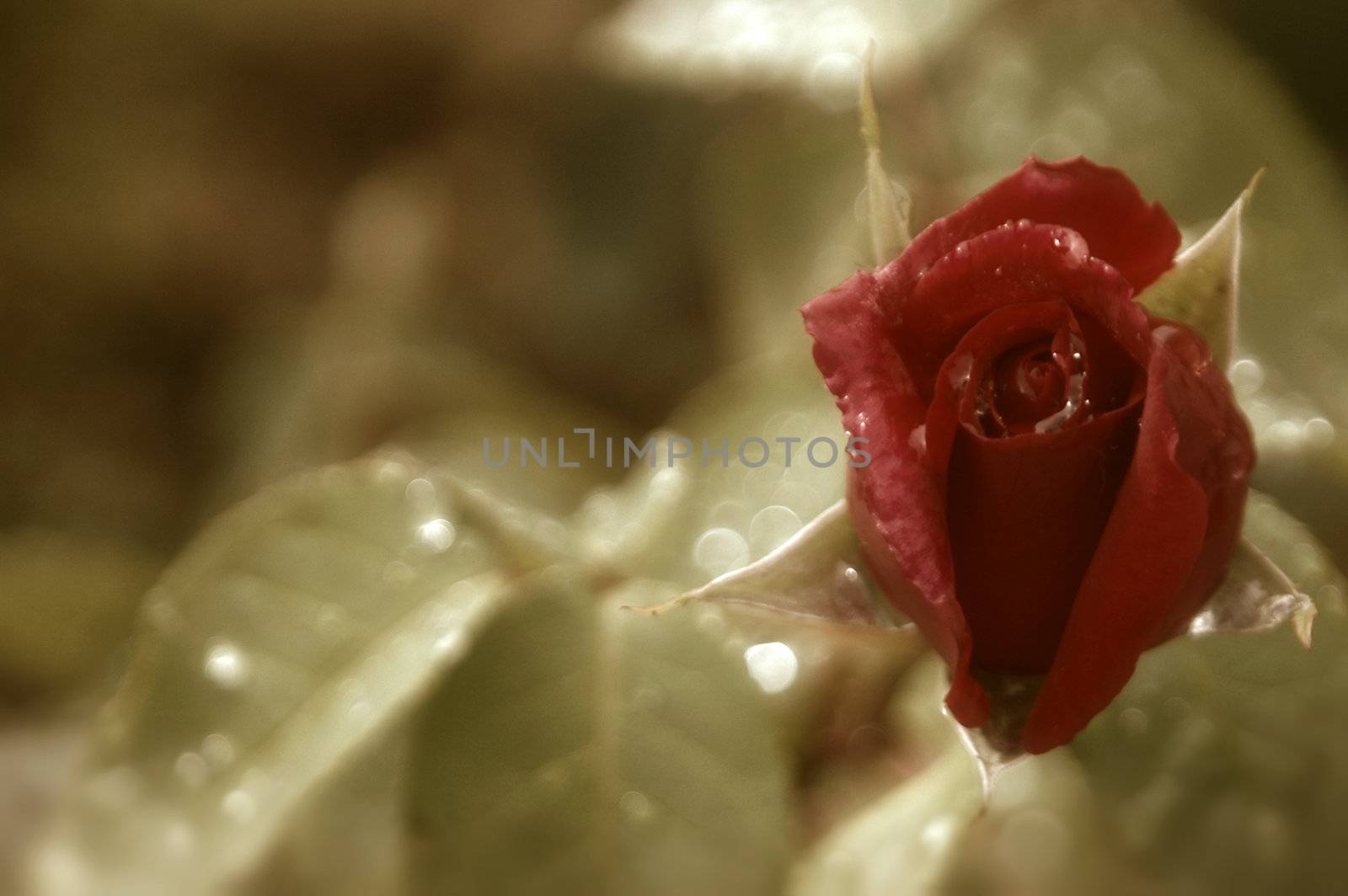 red rosebud ancient photo tone 
