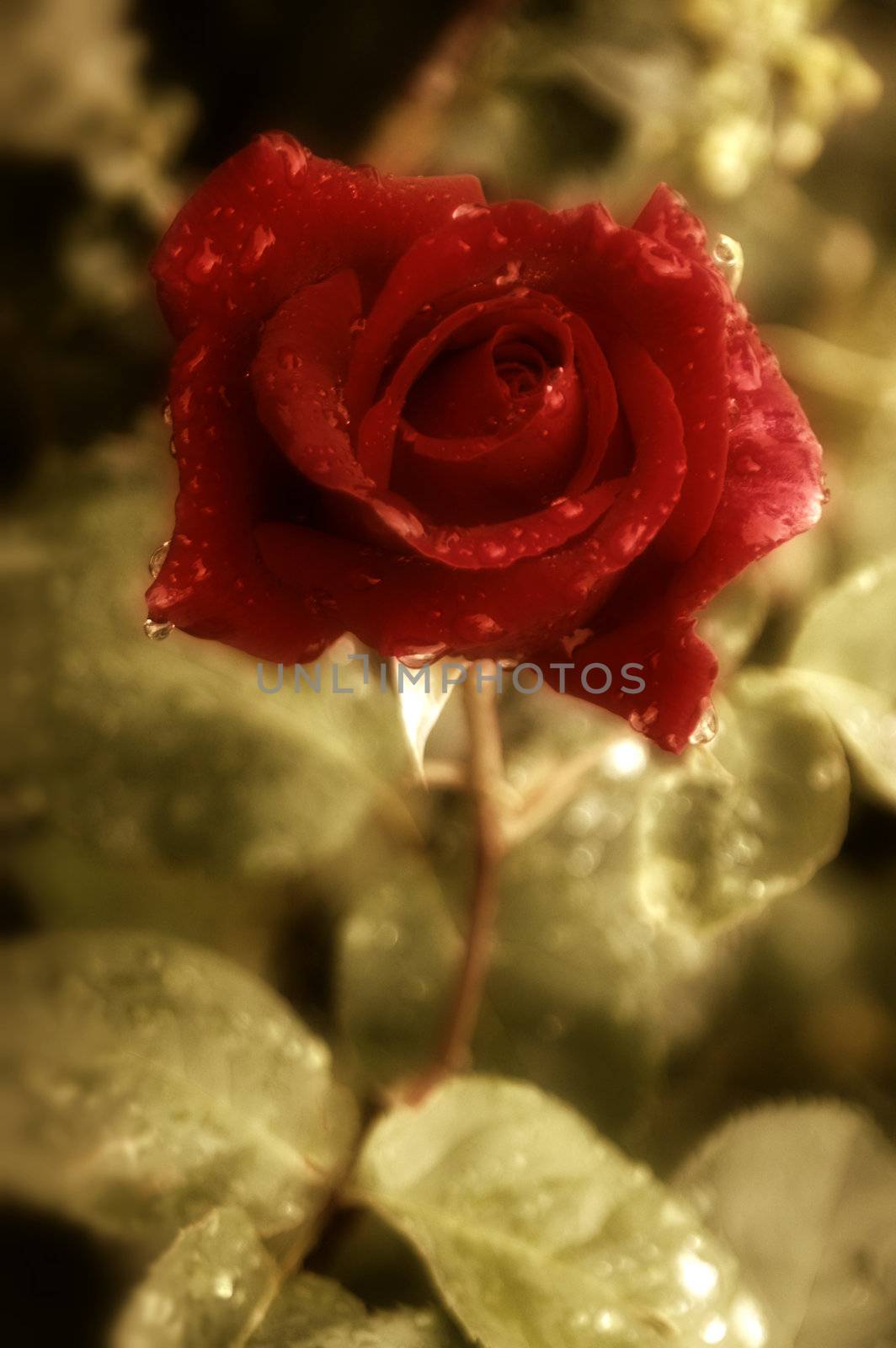 old postcard red rose  by Carche