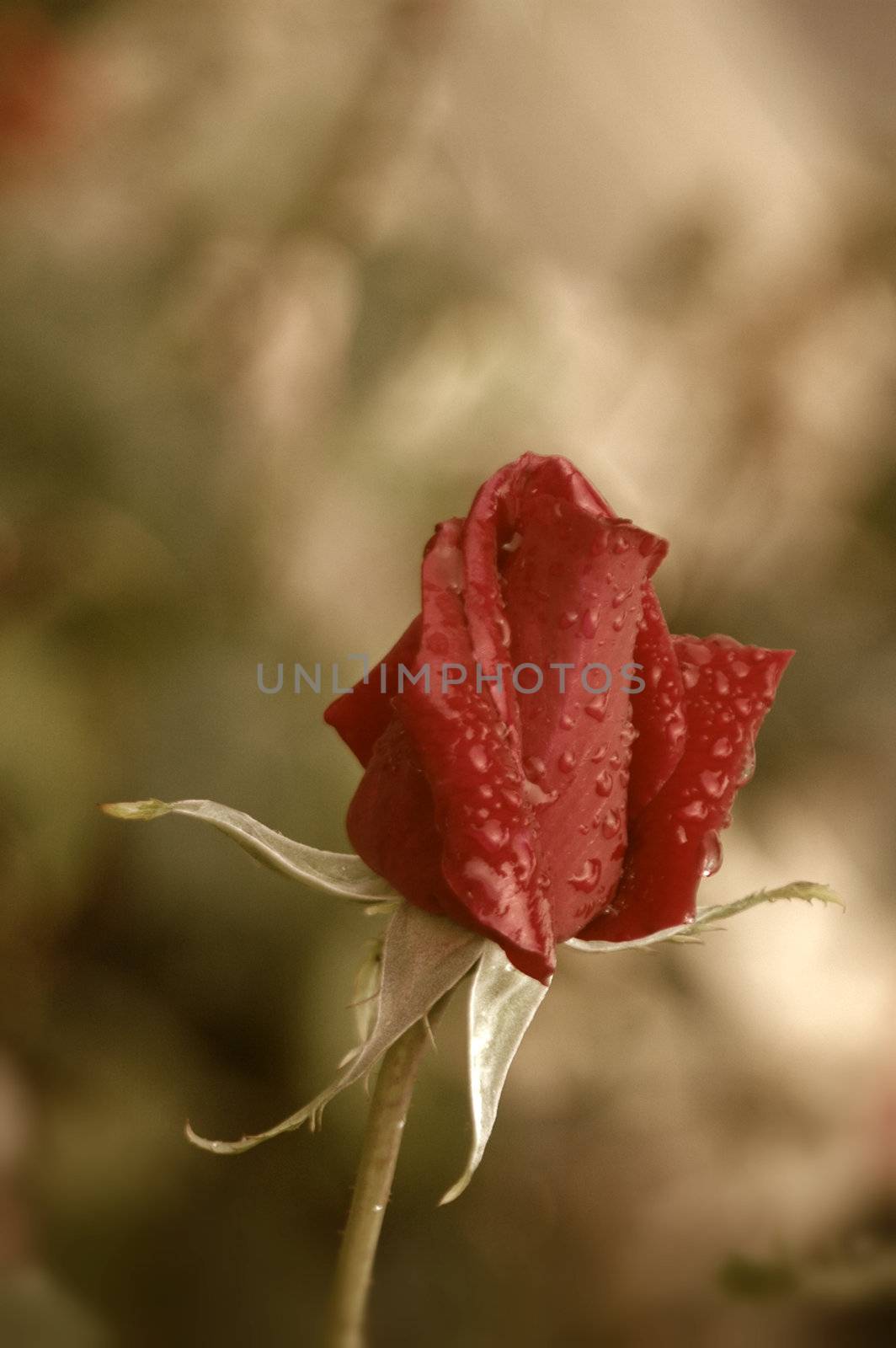 red rosebud raindrops  by Carche