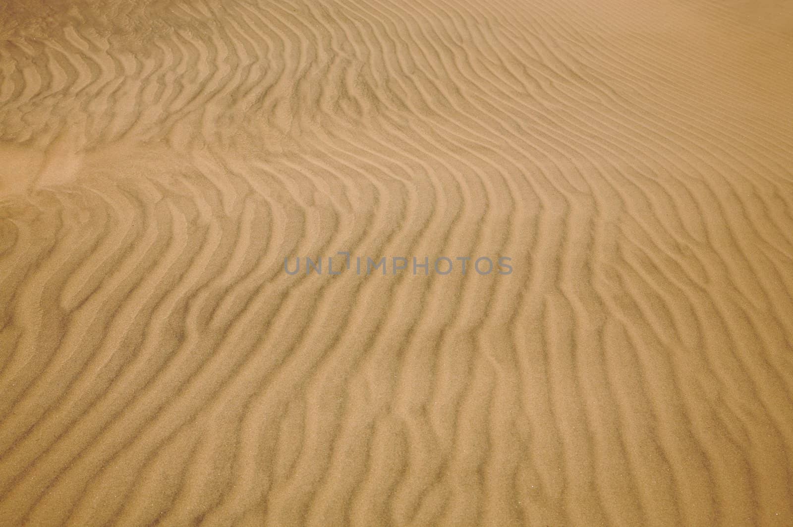 Wavy pattern of sand dunes