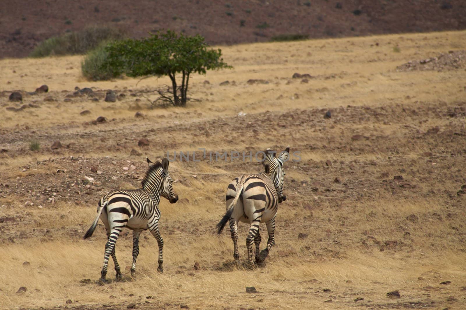 Group of Zebras in the Kaokoland