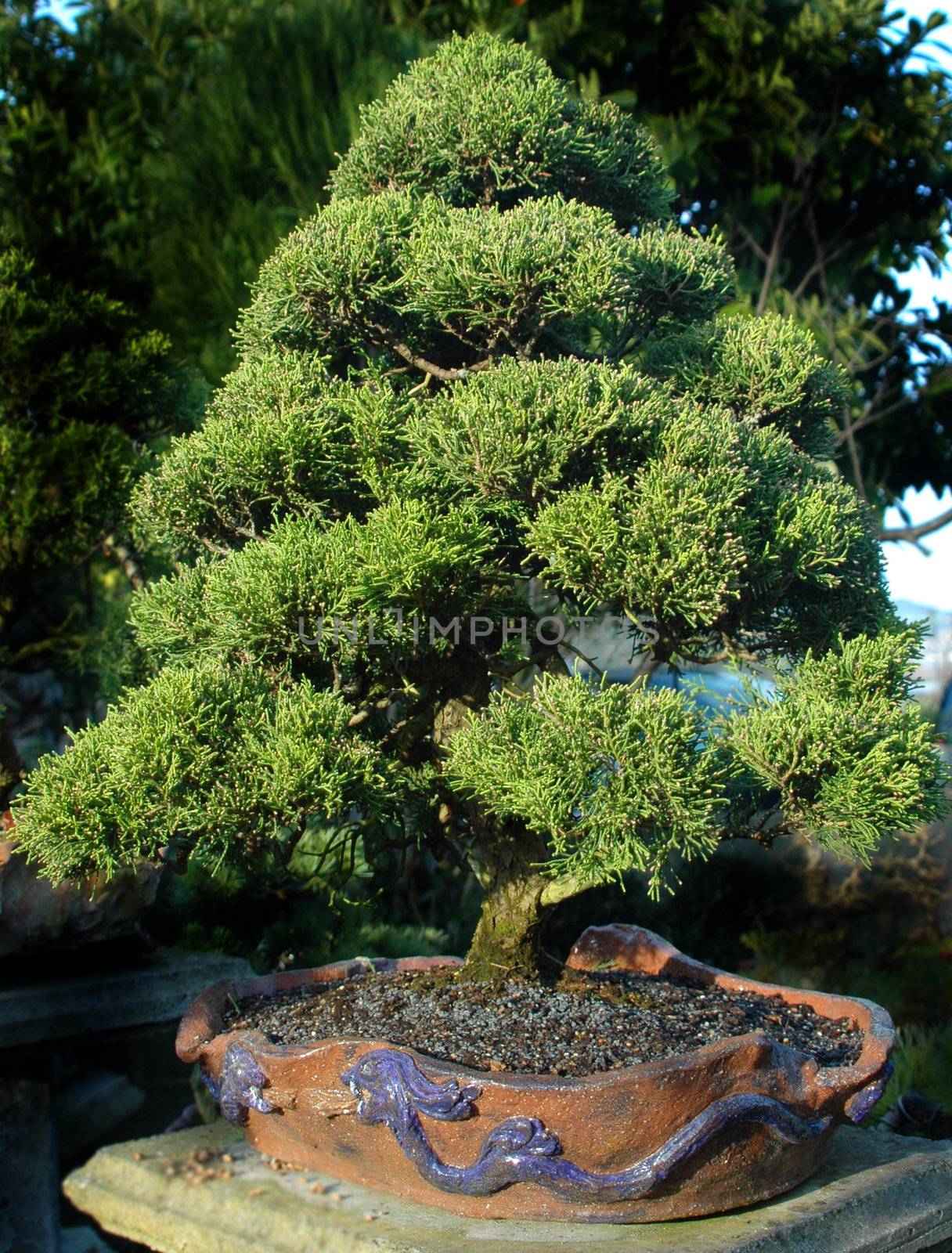 bonsai, small tree in a pot 
