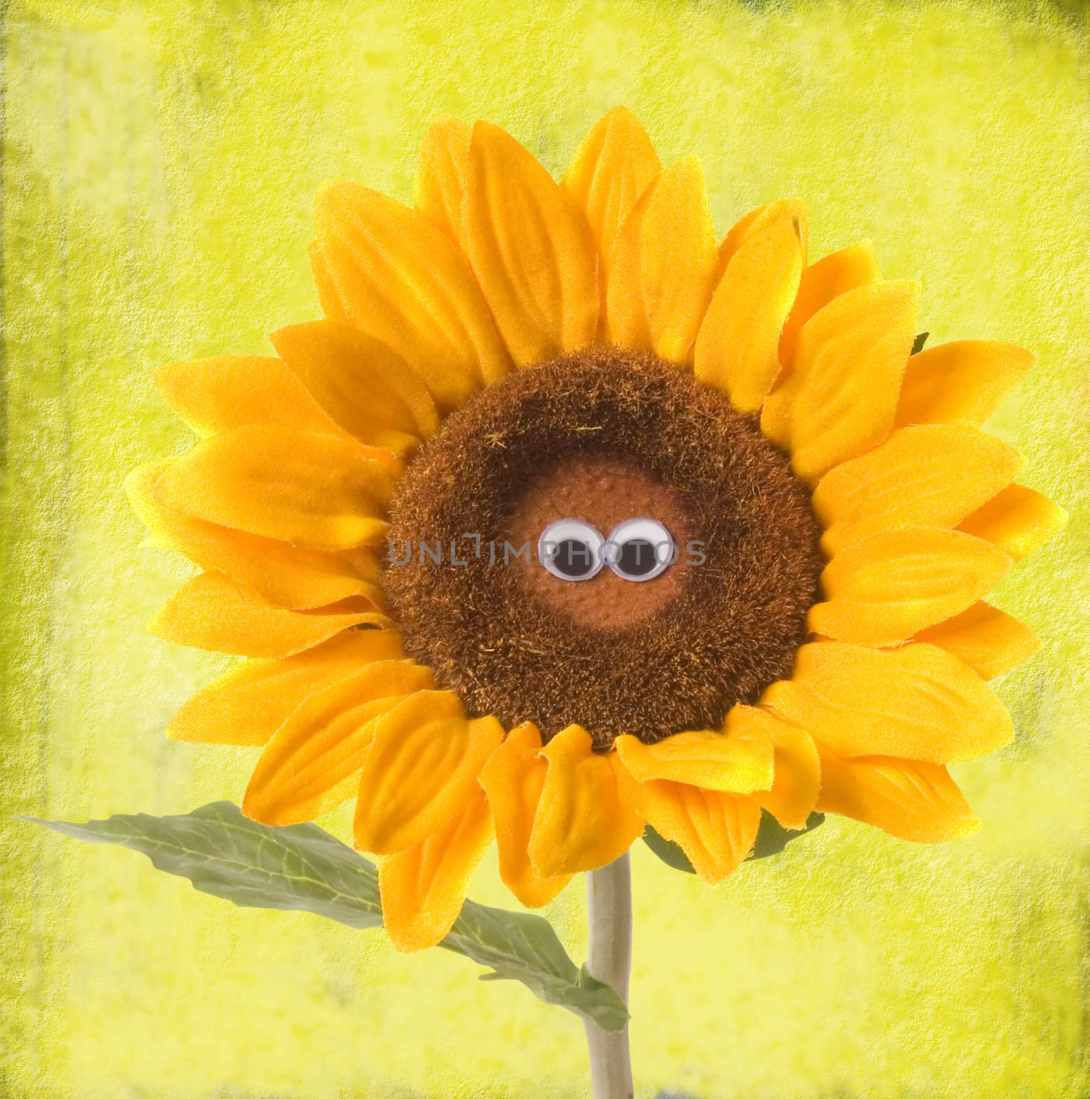  sunflower eyes on a yellow background 