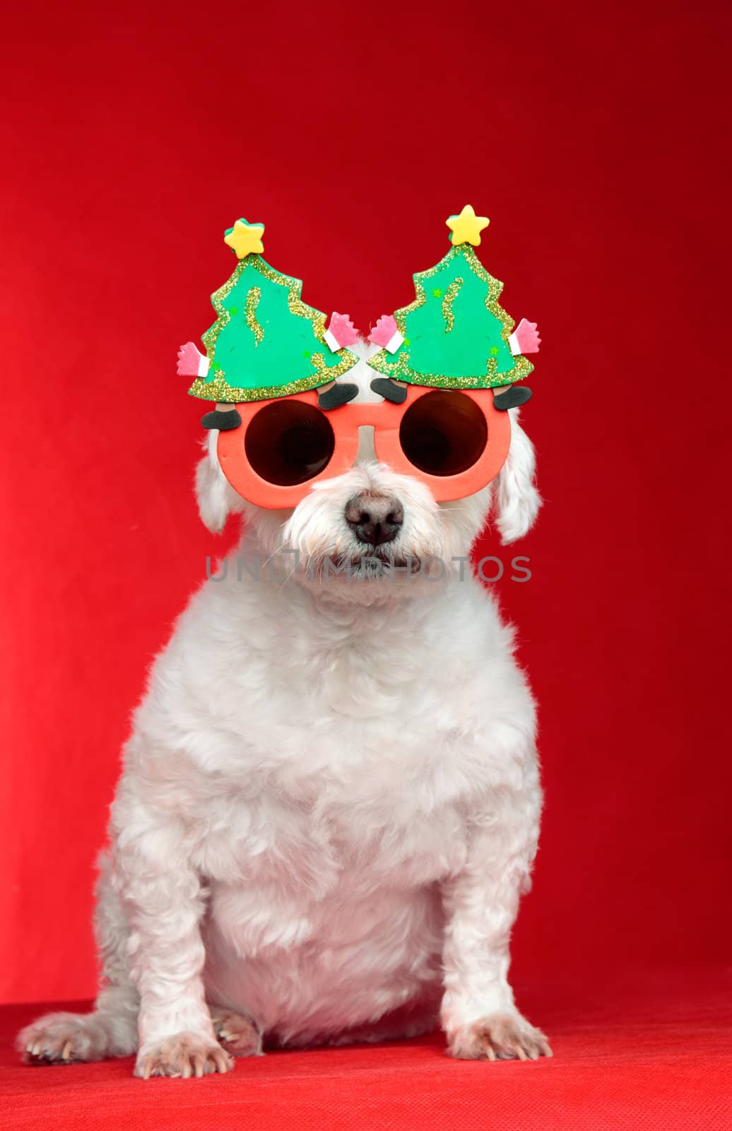 A small white pet dog wearing humorous Christmas glasses.  Red background.