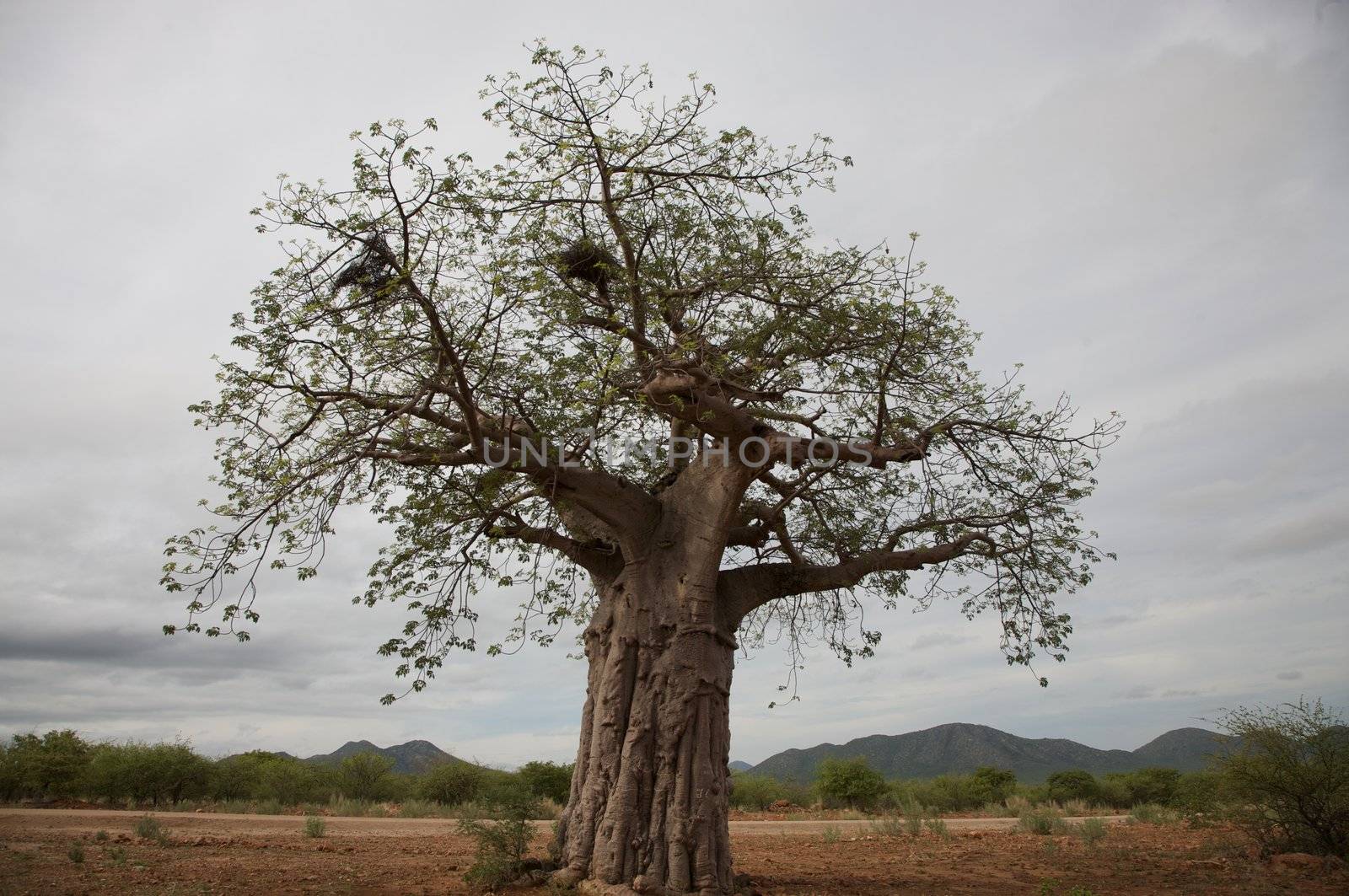 Baobab in the Koakoland in the north of Namibia