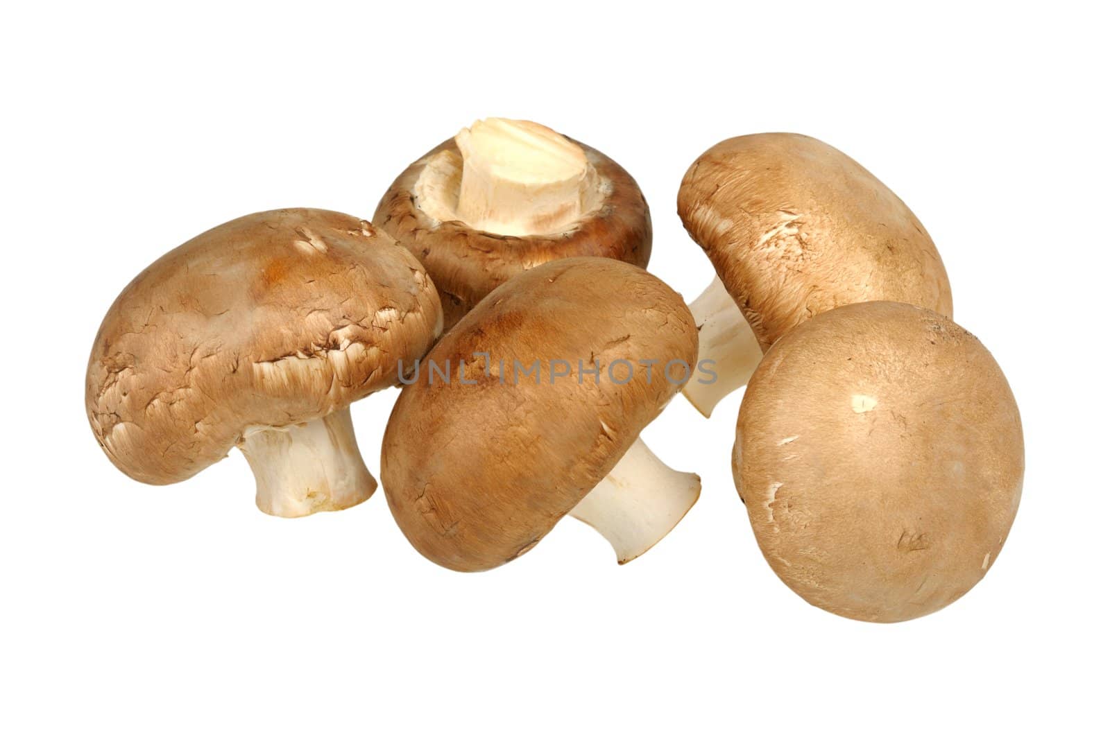 brown champignon isolated on a white background