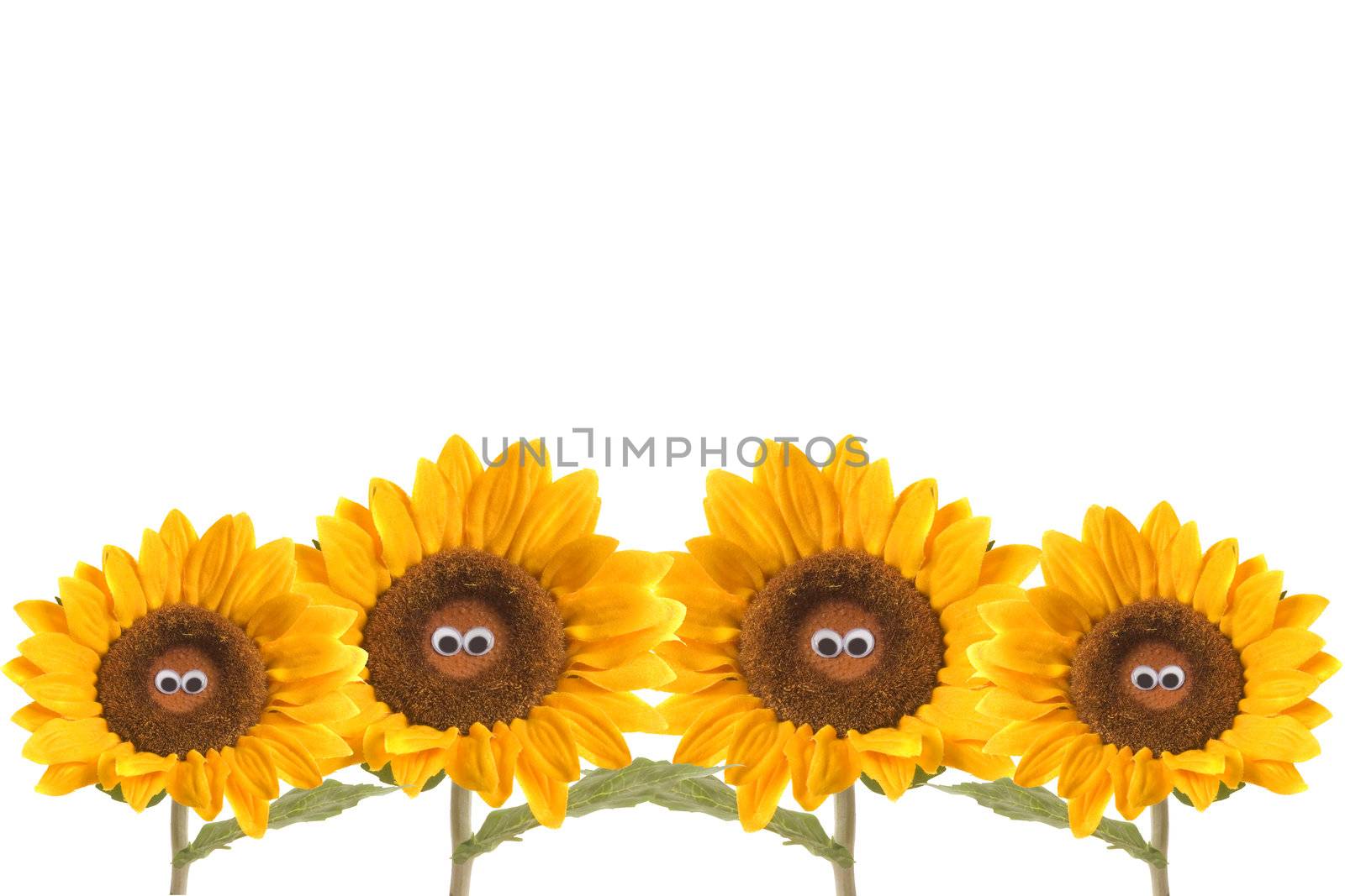 four isolated funny sunflowers  by Carche