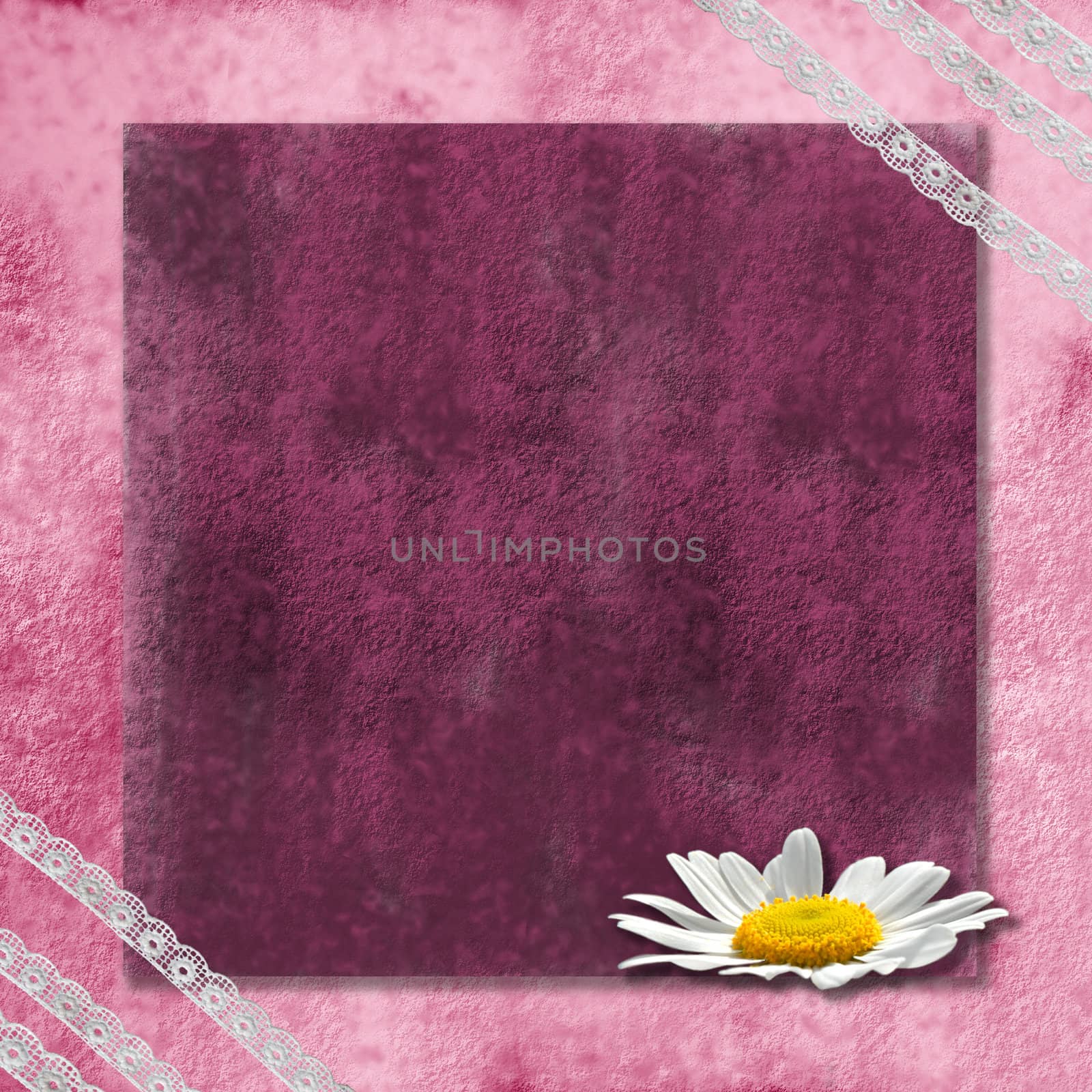 pink background with a daisy and old lace 