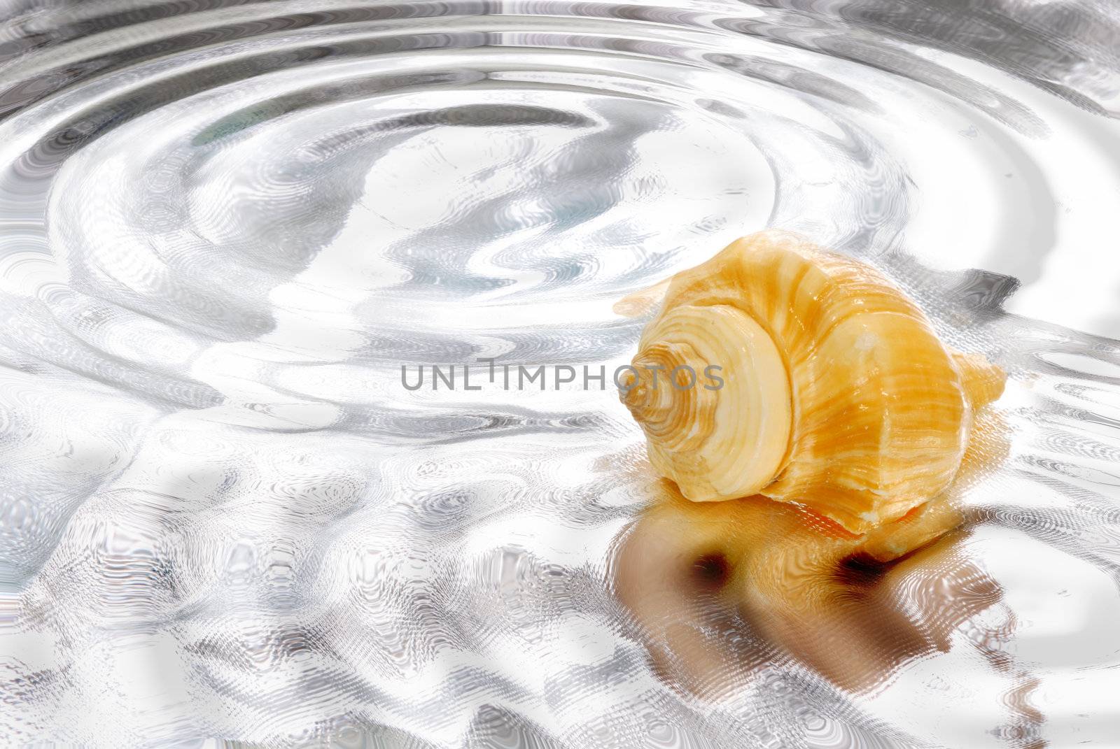 sea shell in a water background 